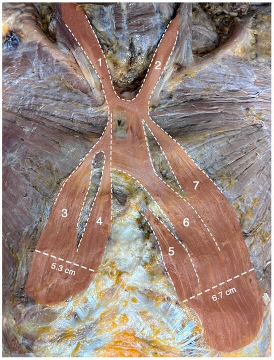 Diagnostics 15 03033 g002