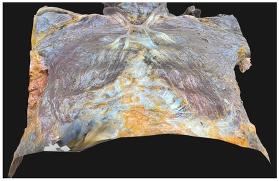 Diagnostics 15 03033 g003