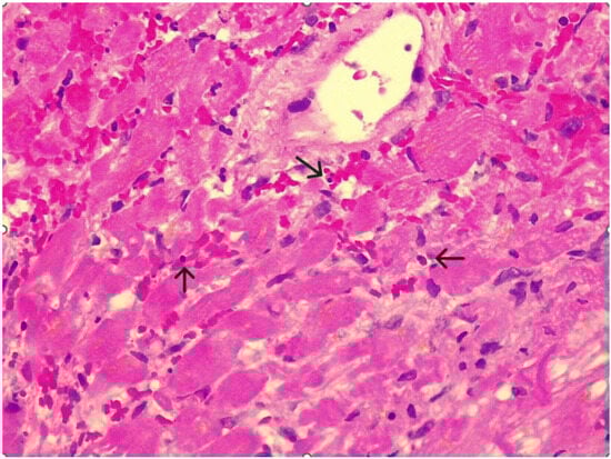 Diagnostics 15 03136 g003