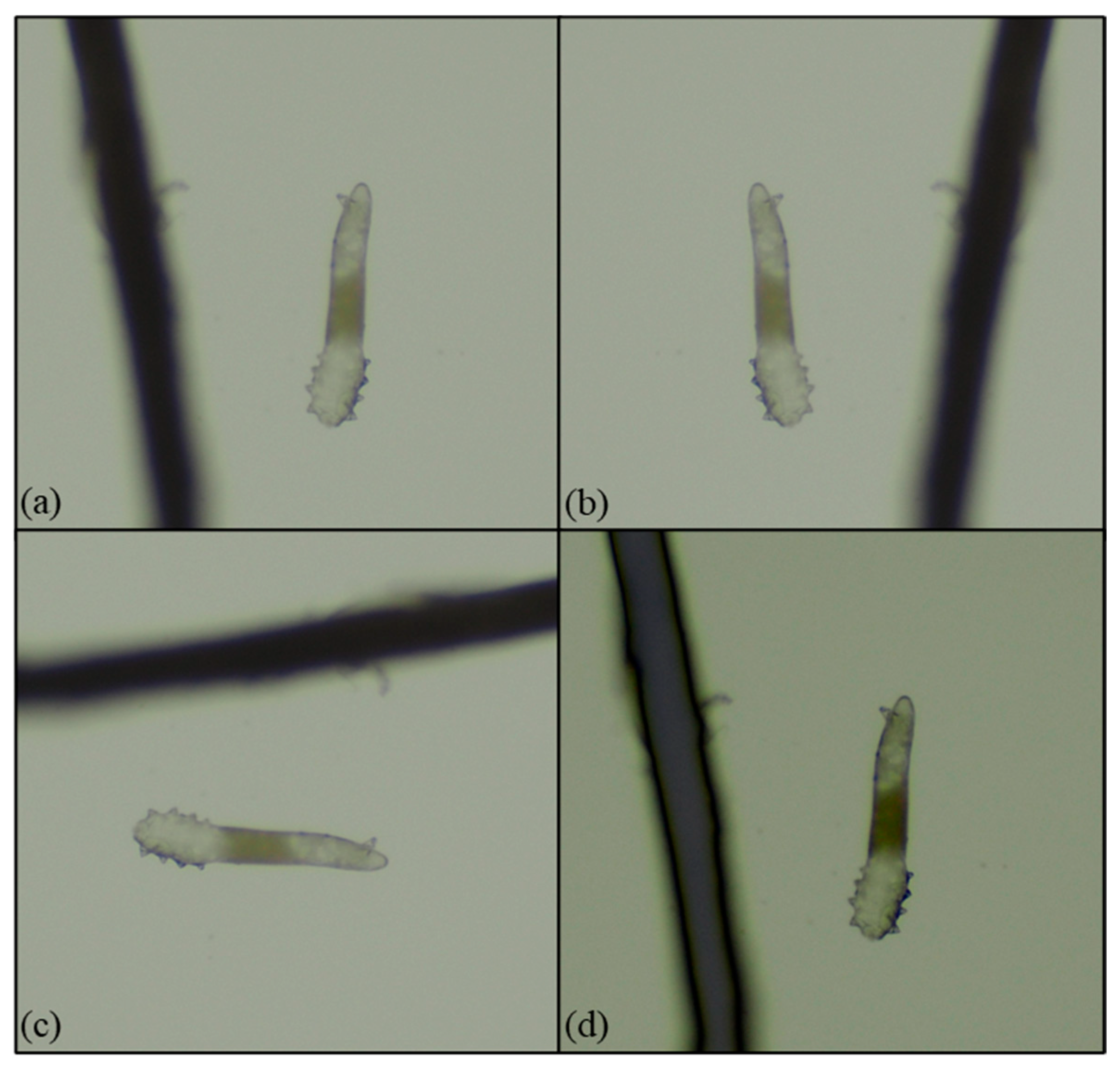Diagnostics 15 03204 g005