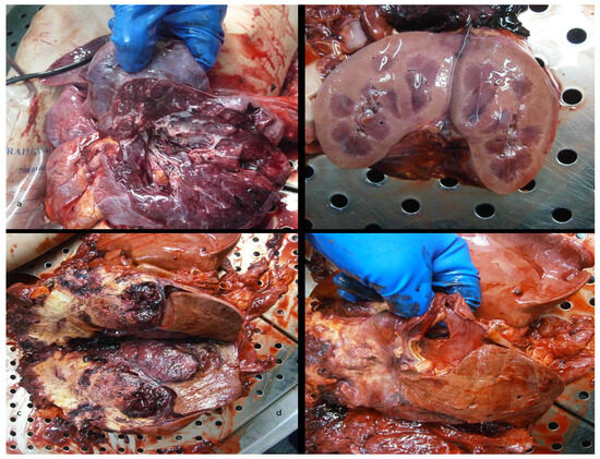 Diagnostics 15 03228 g001