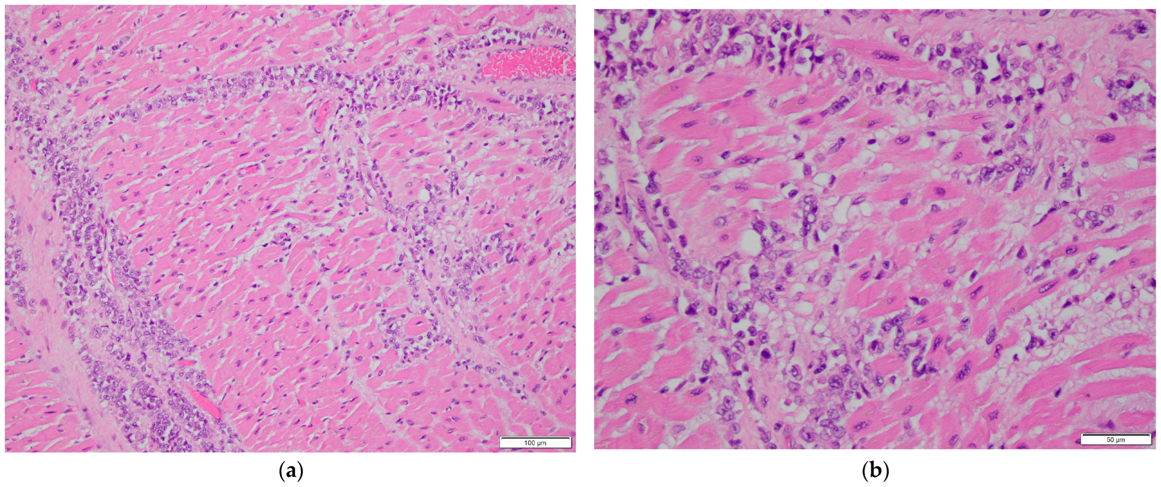 Diagnostics 16 00071 g002a
