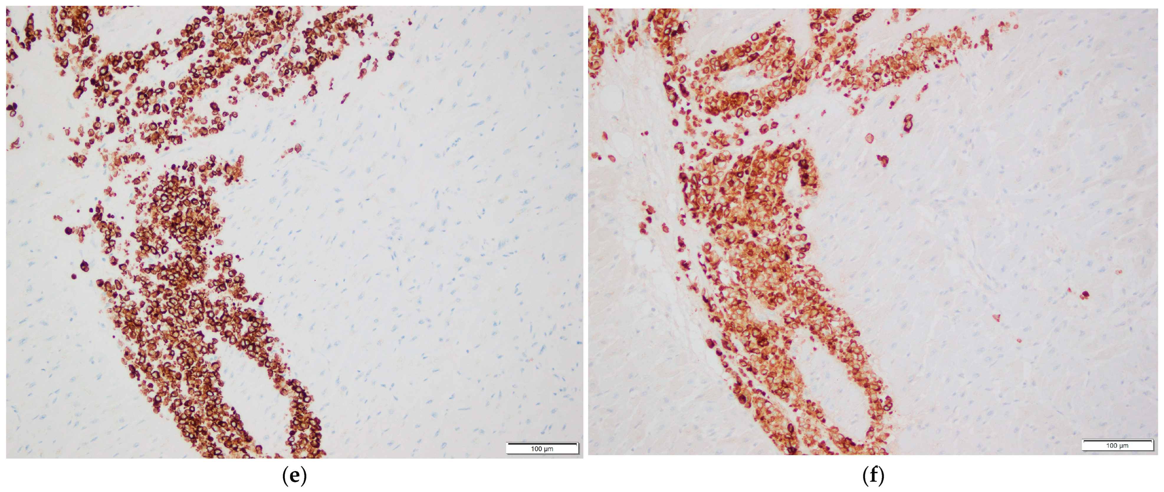 Diagnostics 16 00071 g002c