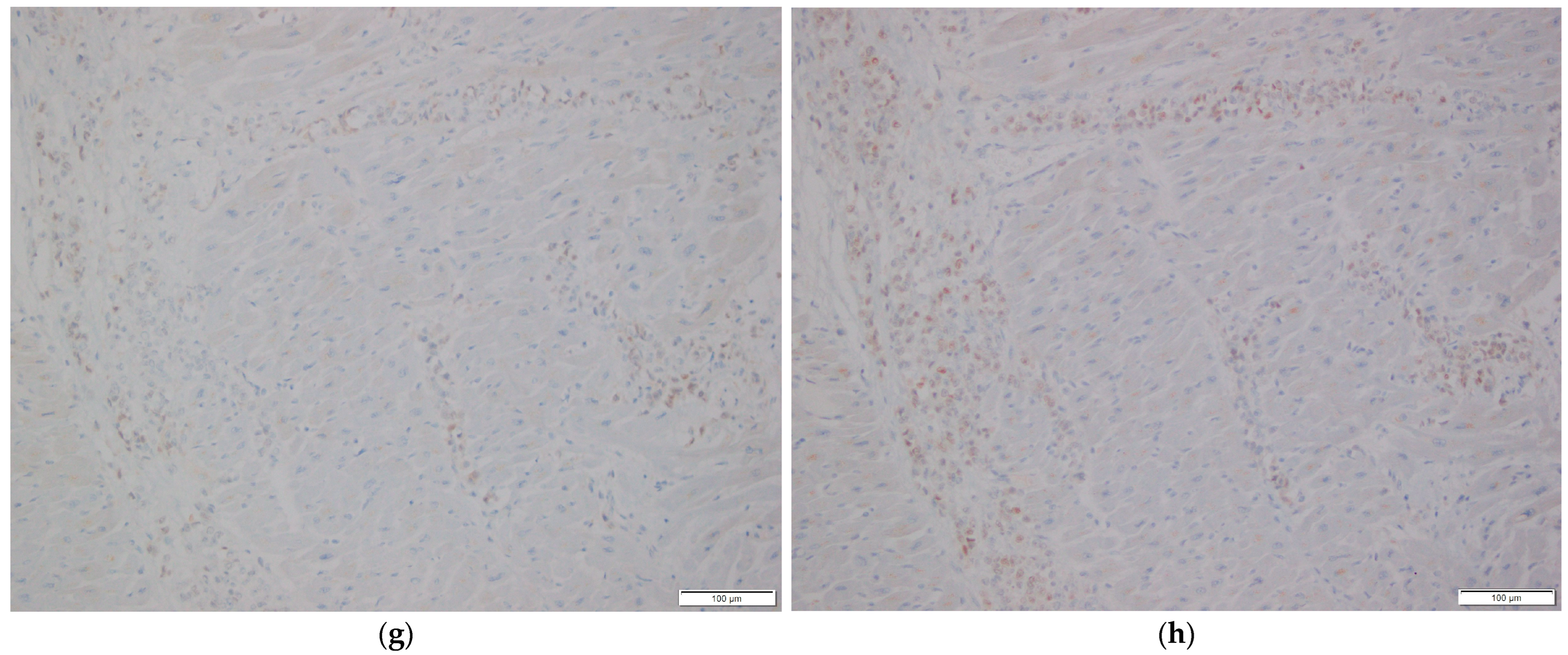 Diagnostics 16 00071 g002d