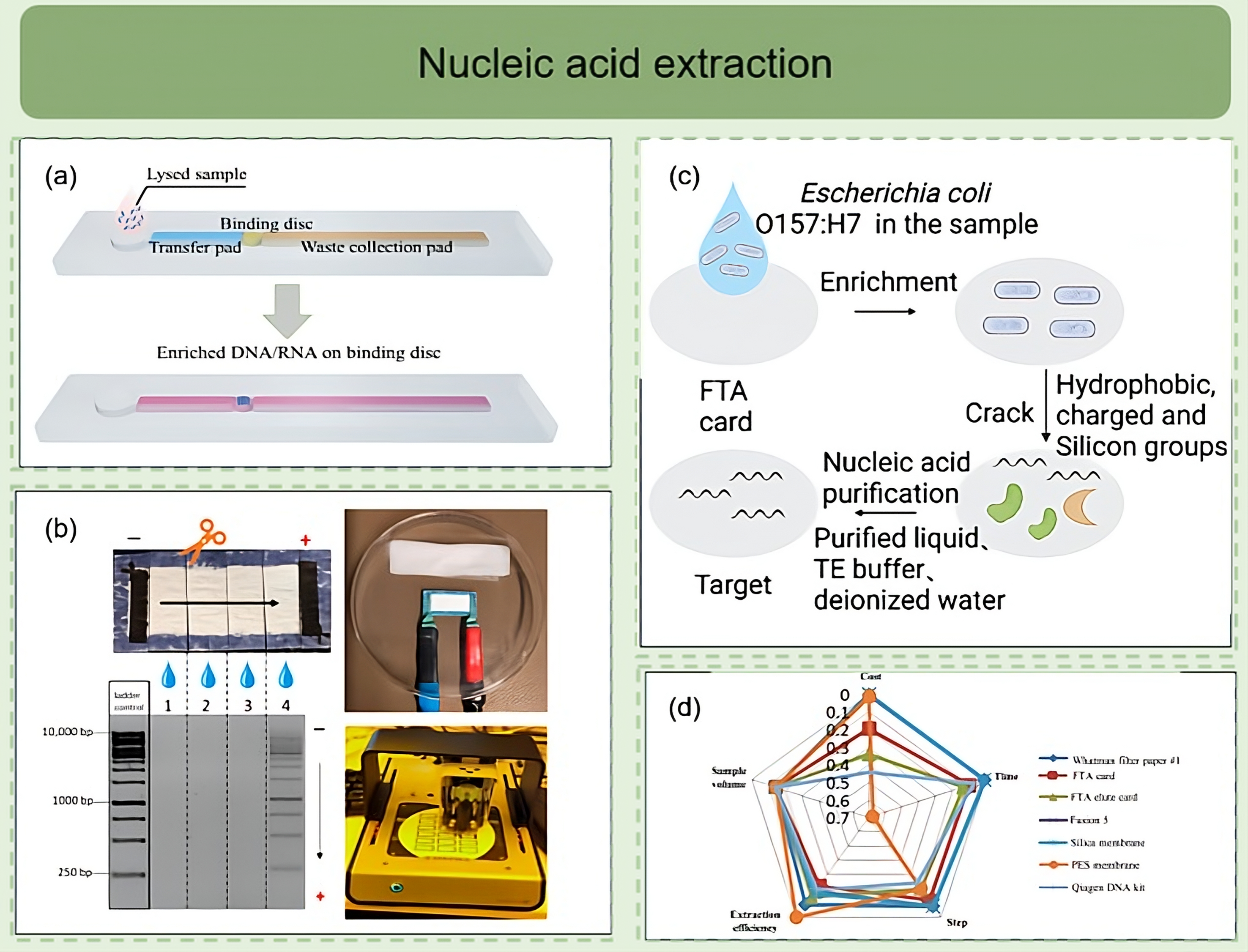 Paper-Based Microfluidic Chips for At-Home Point-of-Care Nucleic Acid ...