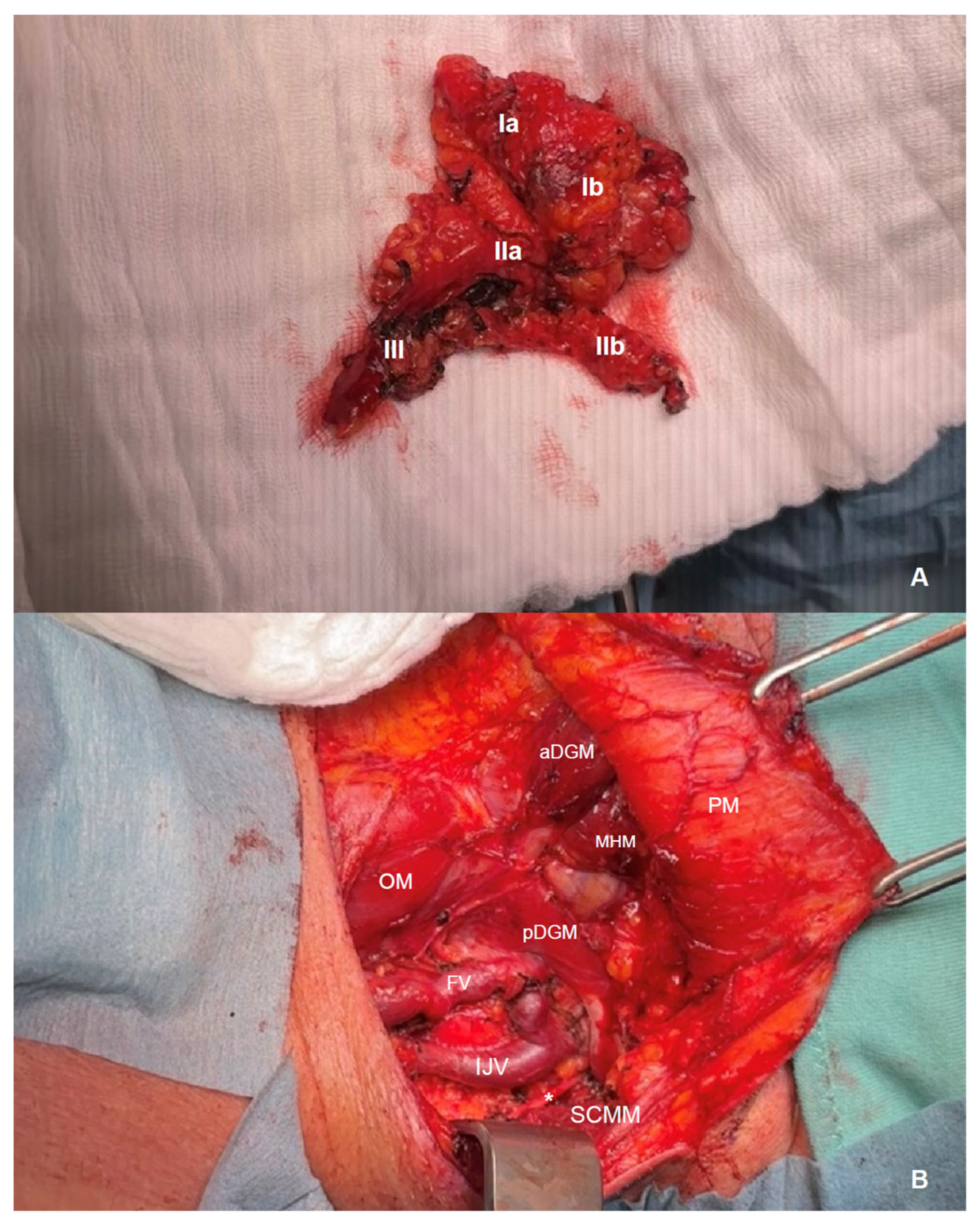 Diagnostics 16 00252 g001