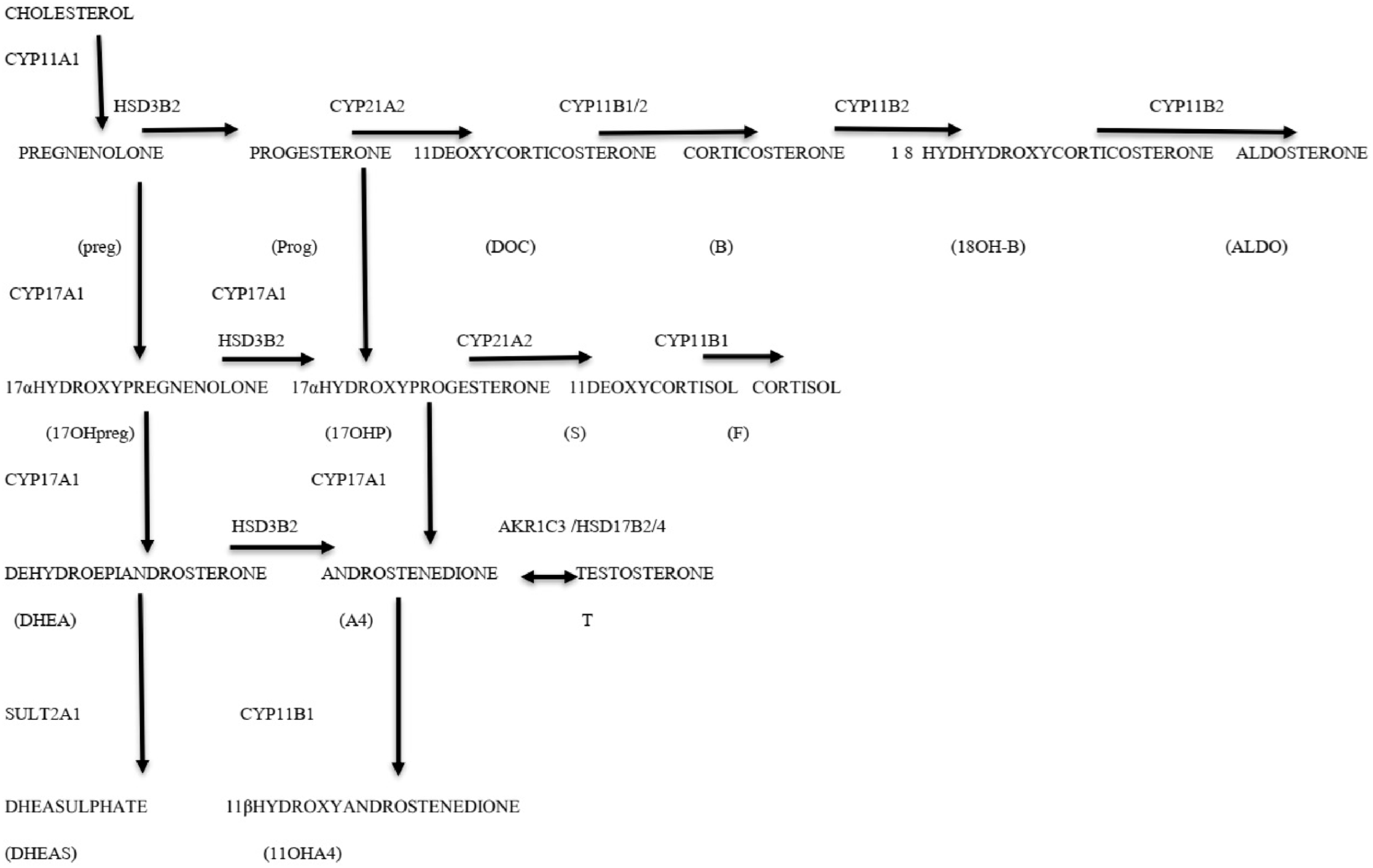 Diagnostics 16 00381 g001