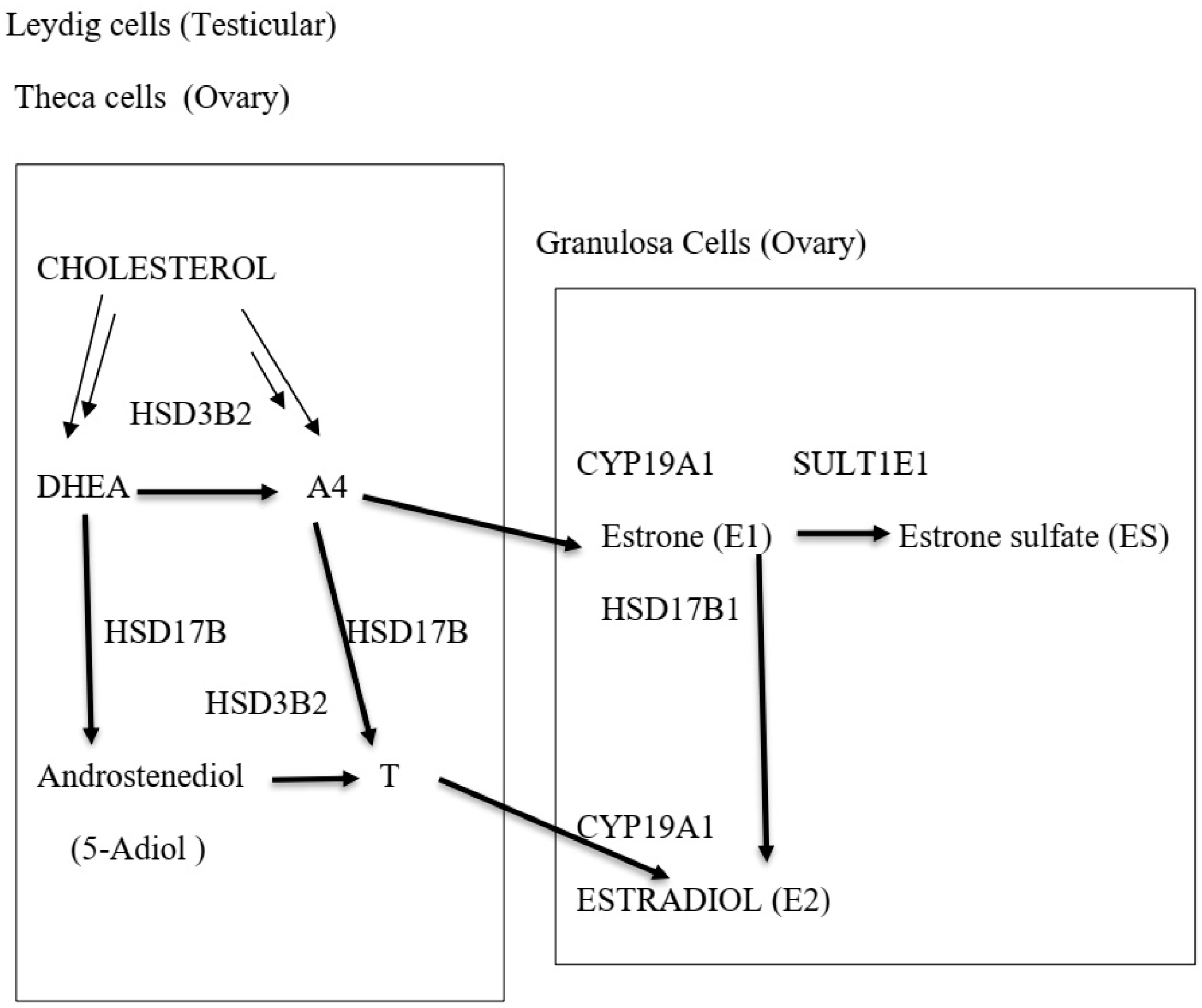 Diagnostics 16 00381 g002
