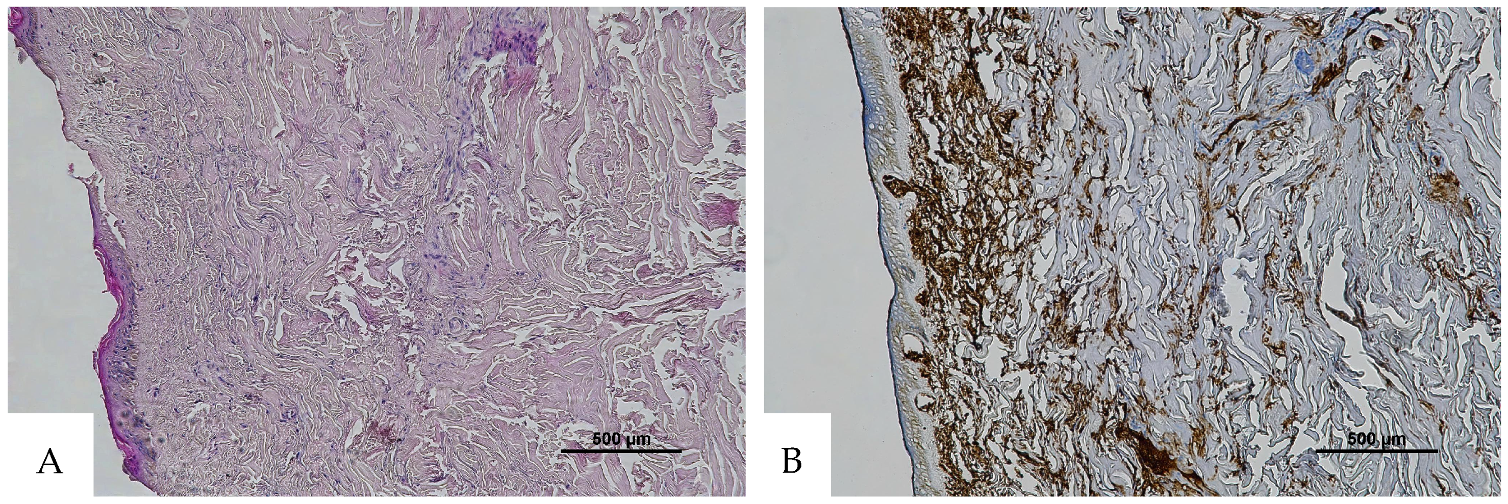 Diagnostics 16 00419 g007 Diagnostics 16 00419 g007