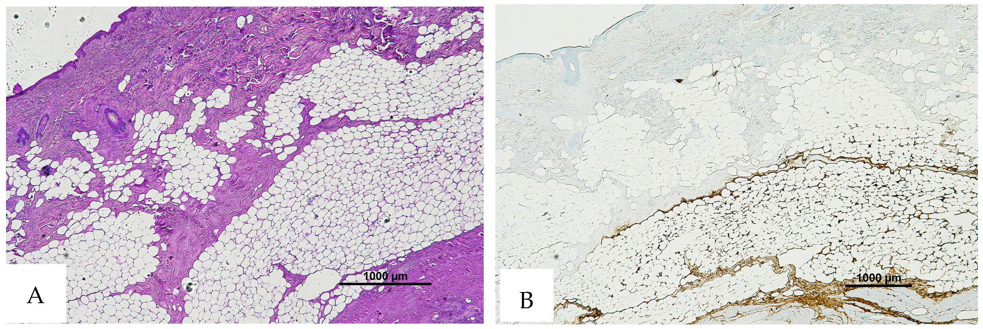 Diagnostics 16 00419 g008 Diagnostics 16 00419 g008