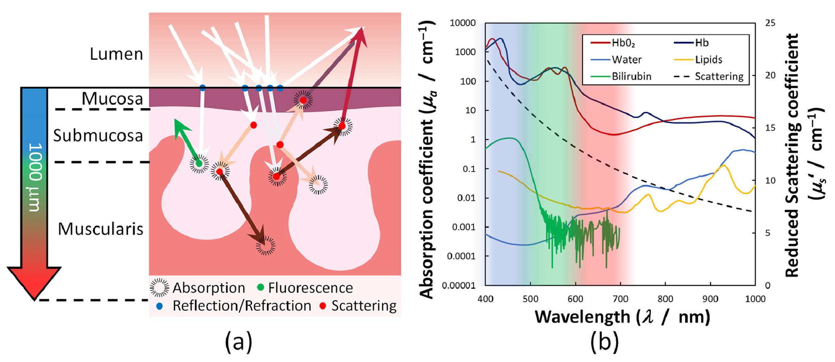 Diagnostics 16 00438 g001