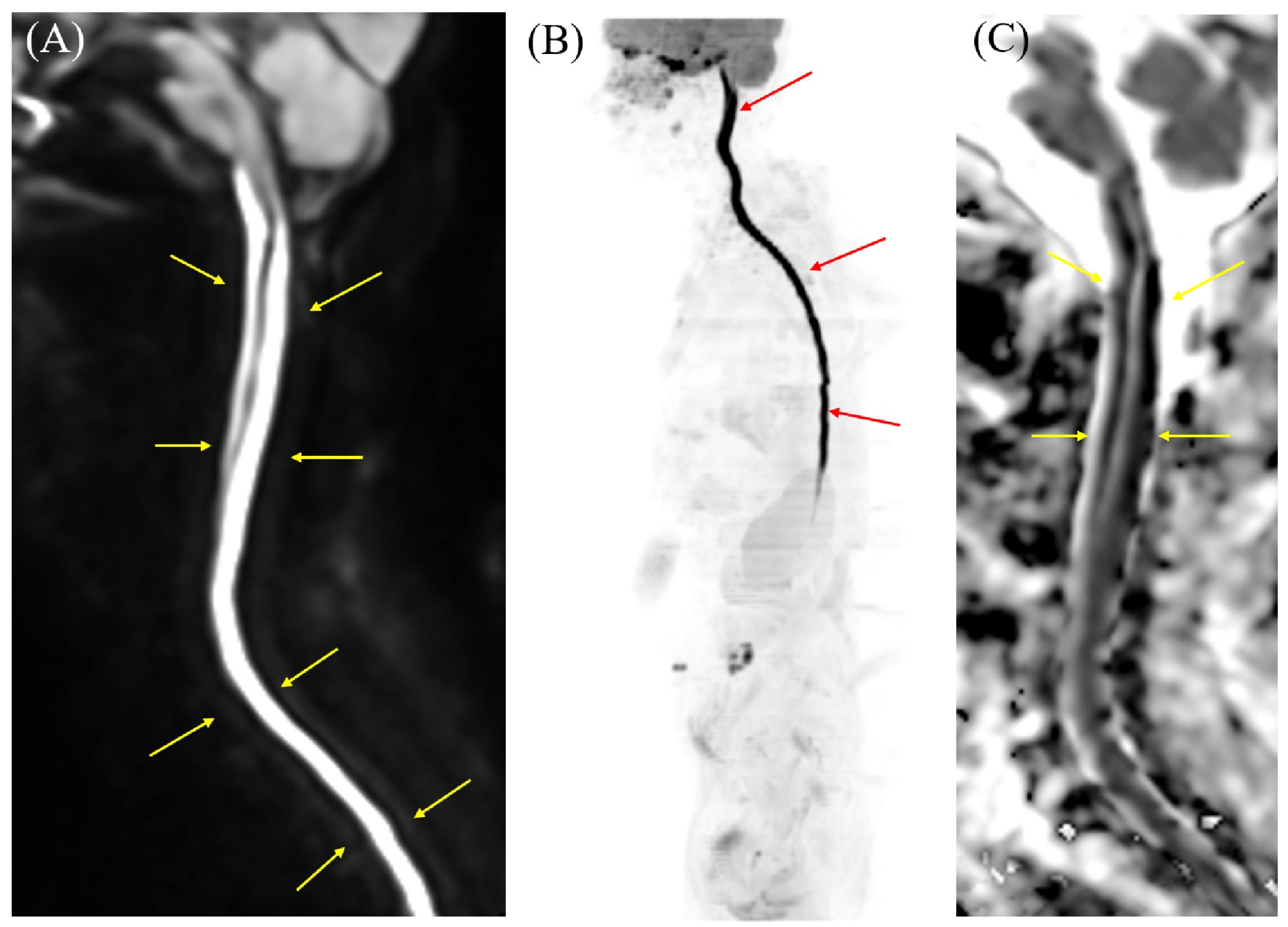Diagnostics 16 00504 g002