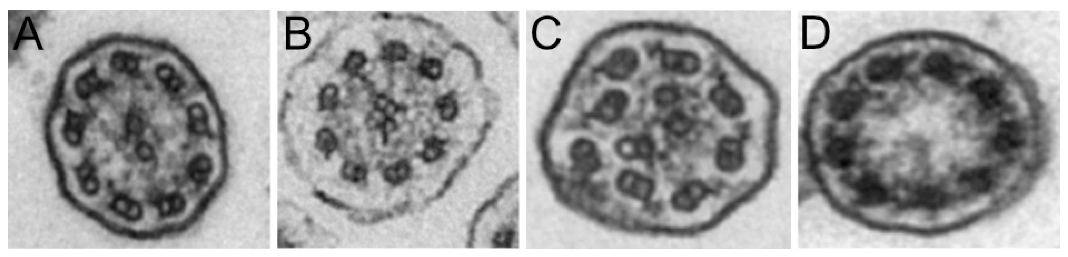 Diagnostics 16 00704 g001