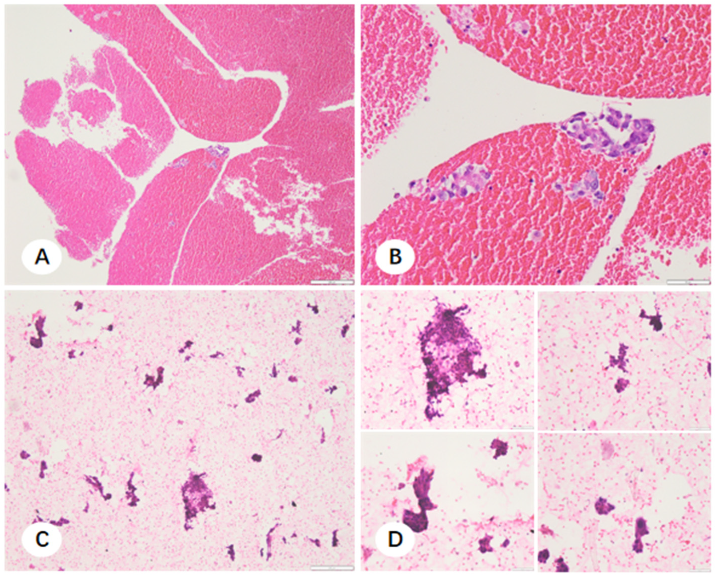 Diagnostics 16 00962 g009