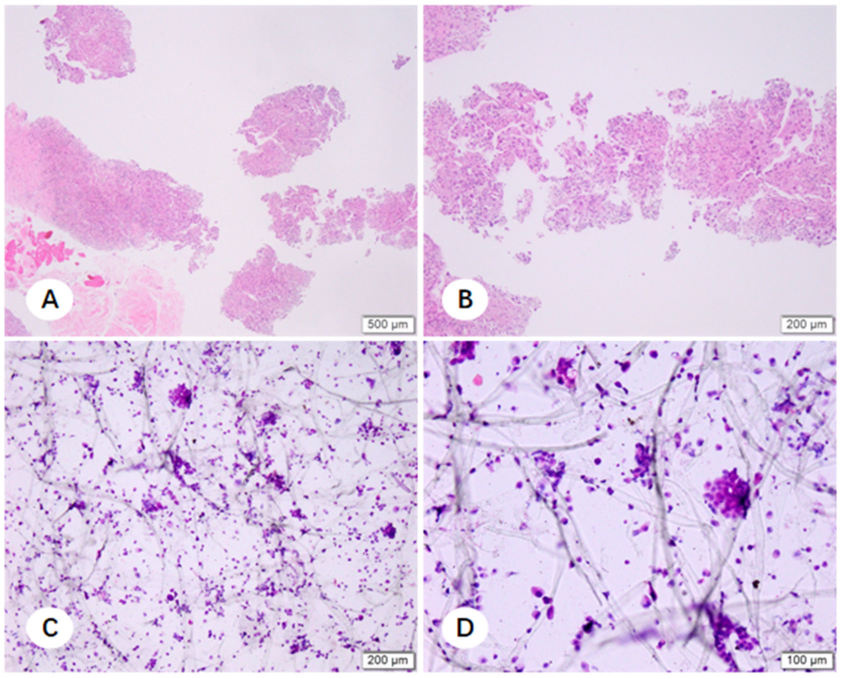 Diagnostics 16 00962 g010