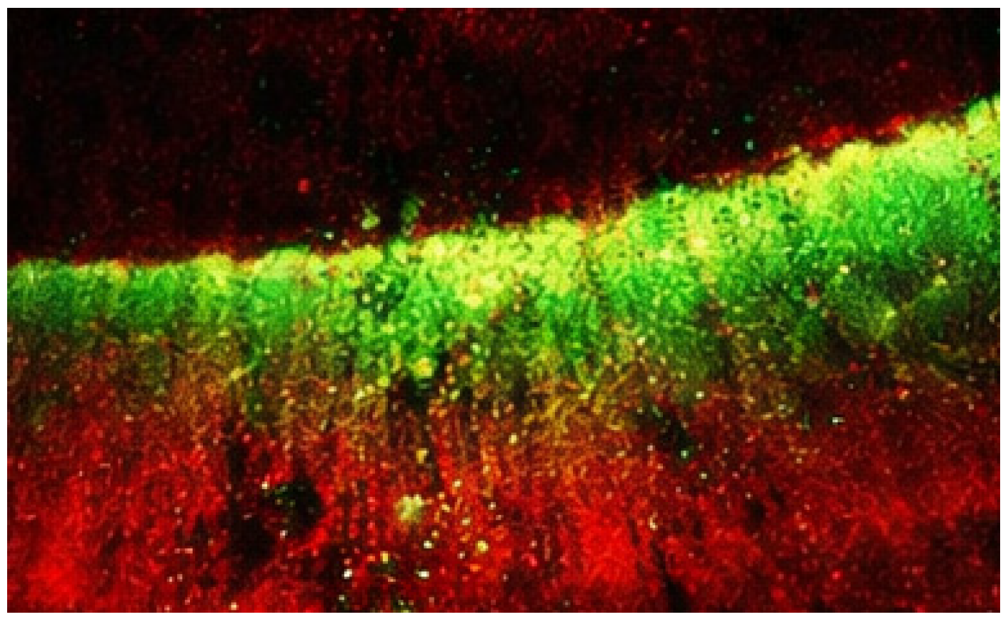 Diagnostics 16 00970 g002