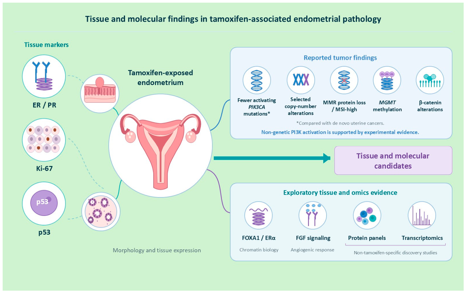 Diagnostic Assessment of Tamoxifen-Associated Endometrial Pathology: A ...