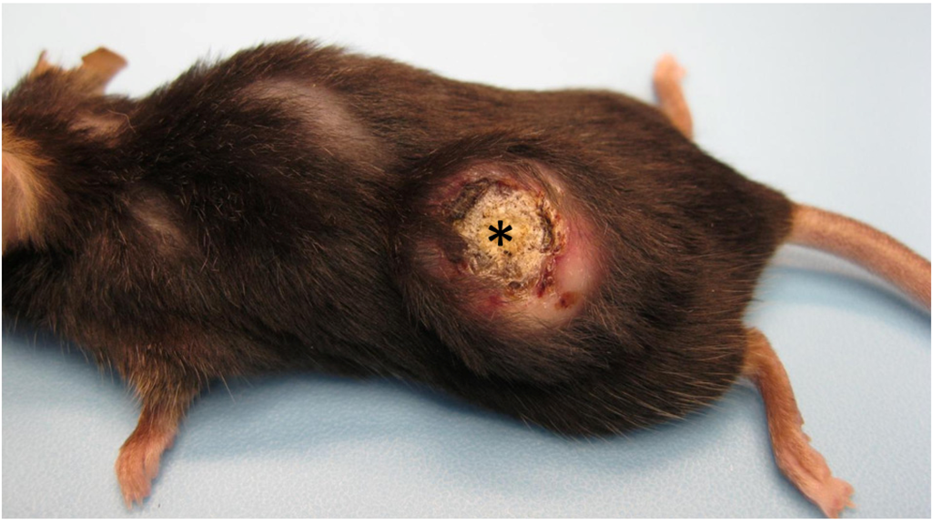 Diseases 02 00106 g001 1024