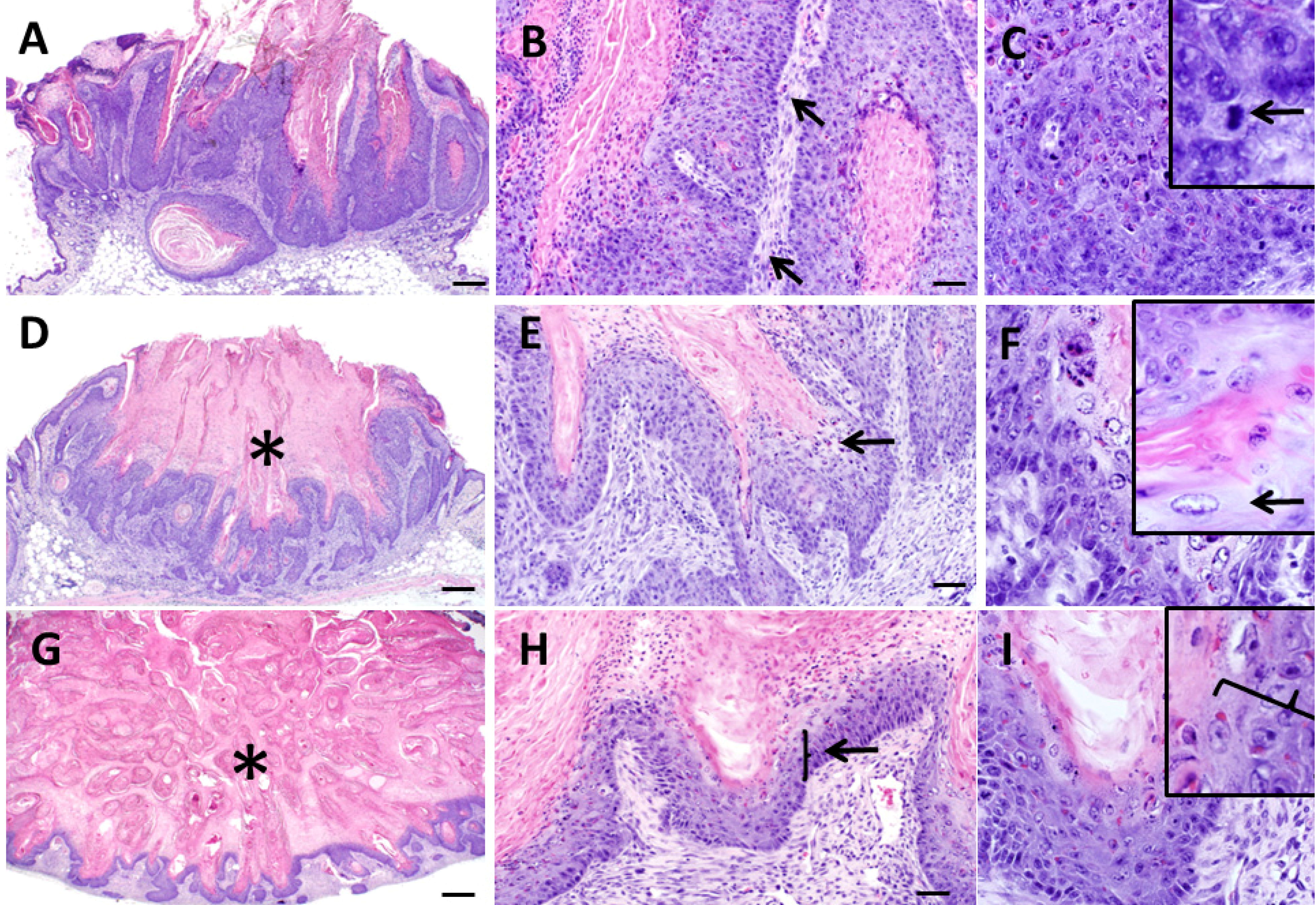 Diseases 02 00106 g004
