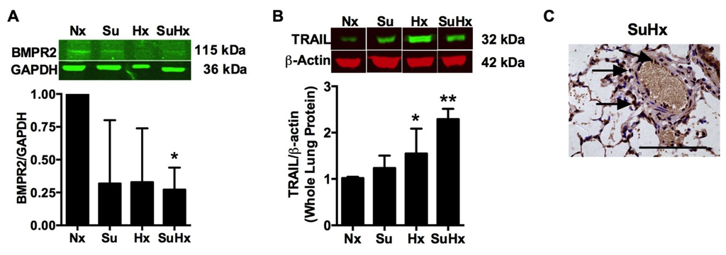 Diseases 02 00260 g001 1024