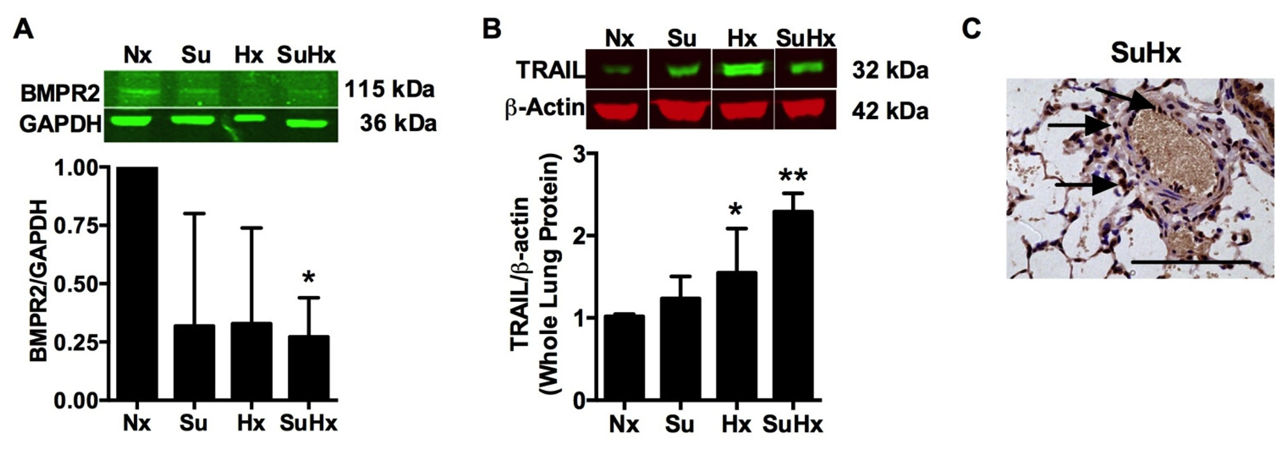 Diseases 02 00260 g001