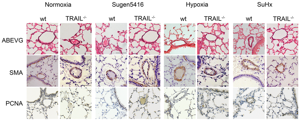 Diseases 02 00260 g005 1024