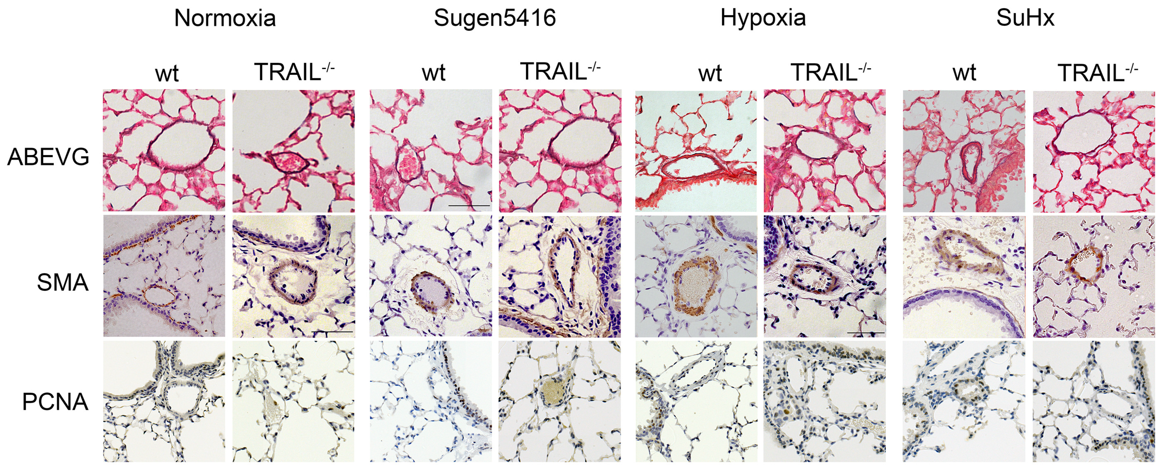 Diseases 02 00260 g005