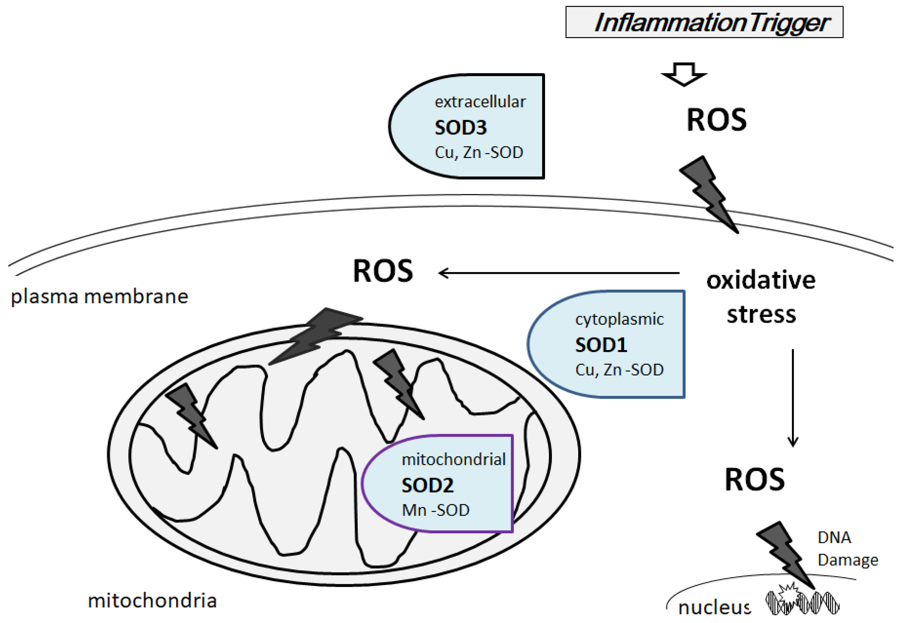 Diseases 06 00028 g002