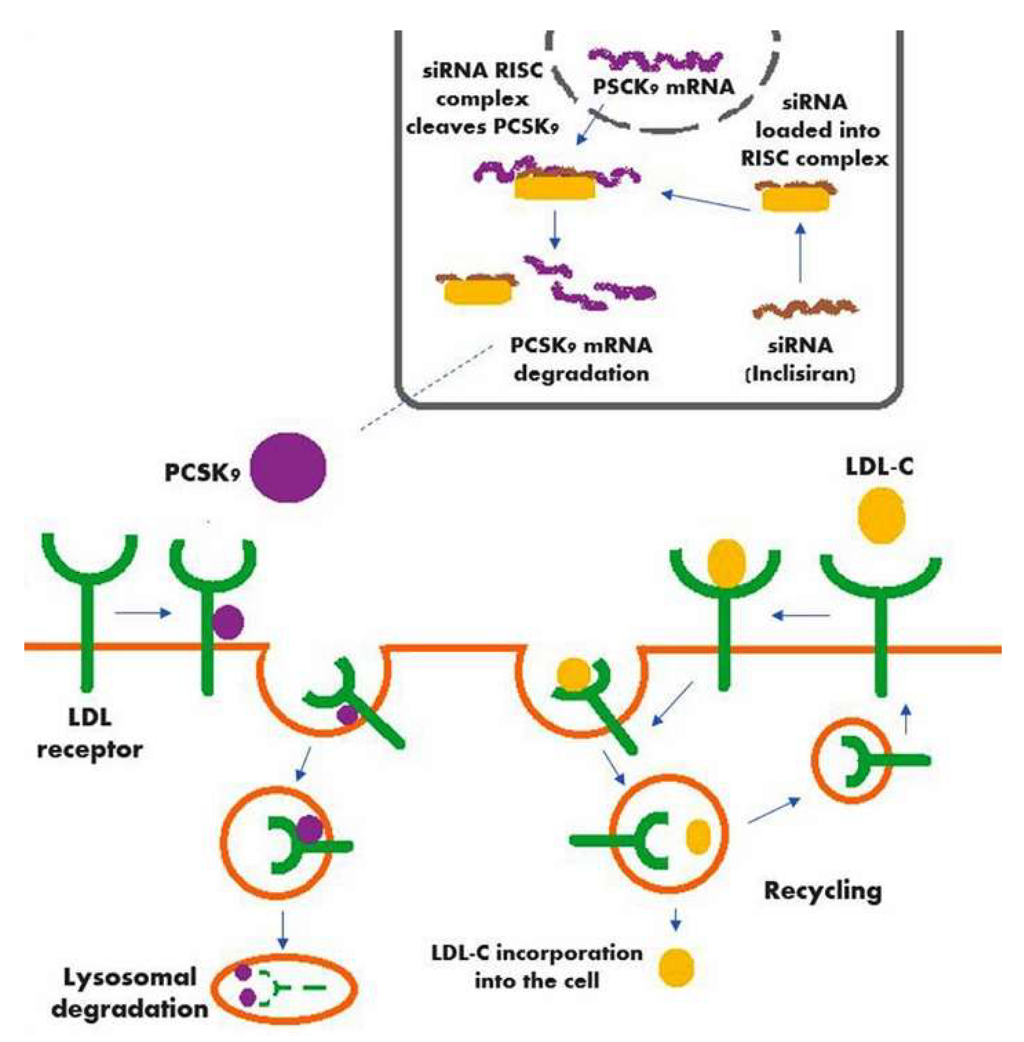 Diseases 06 00063 g001