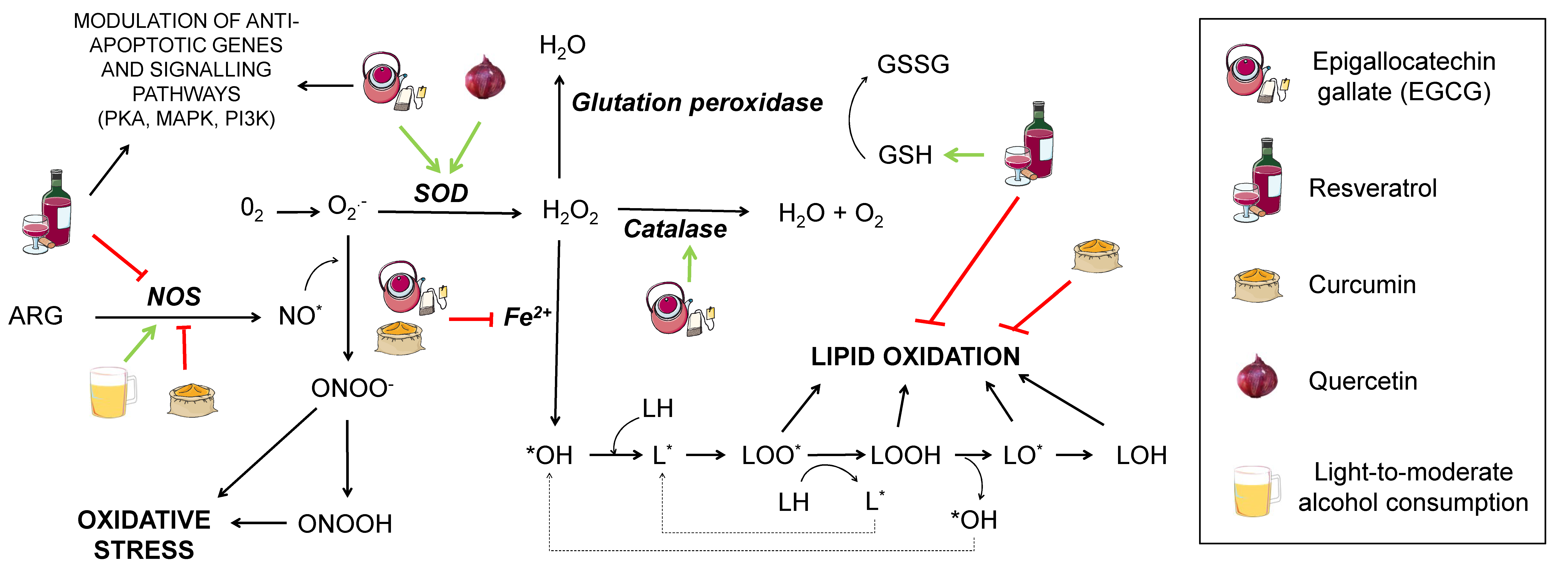 Diseases 07 00012 g002