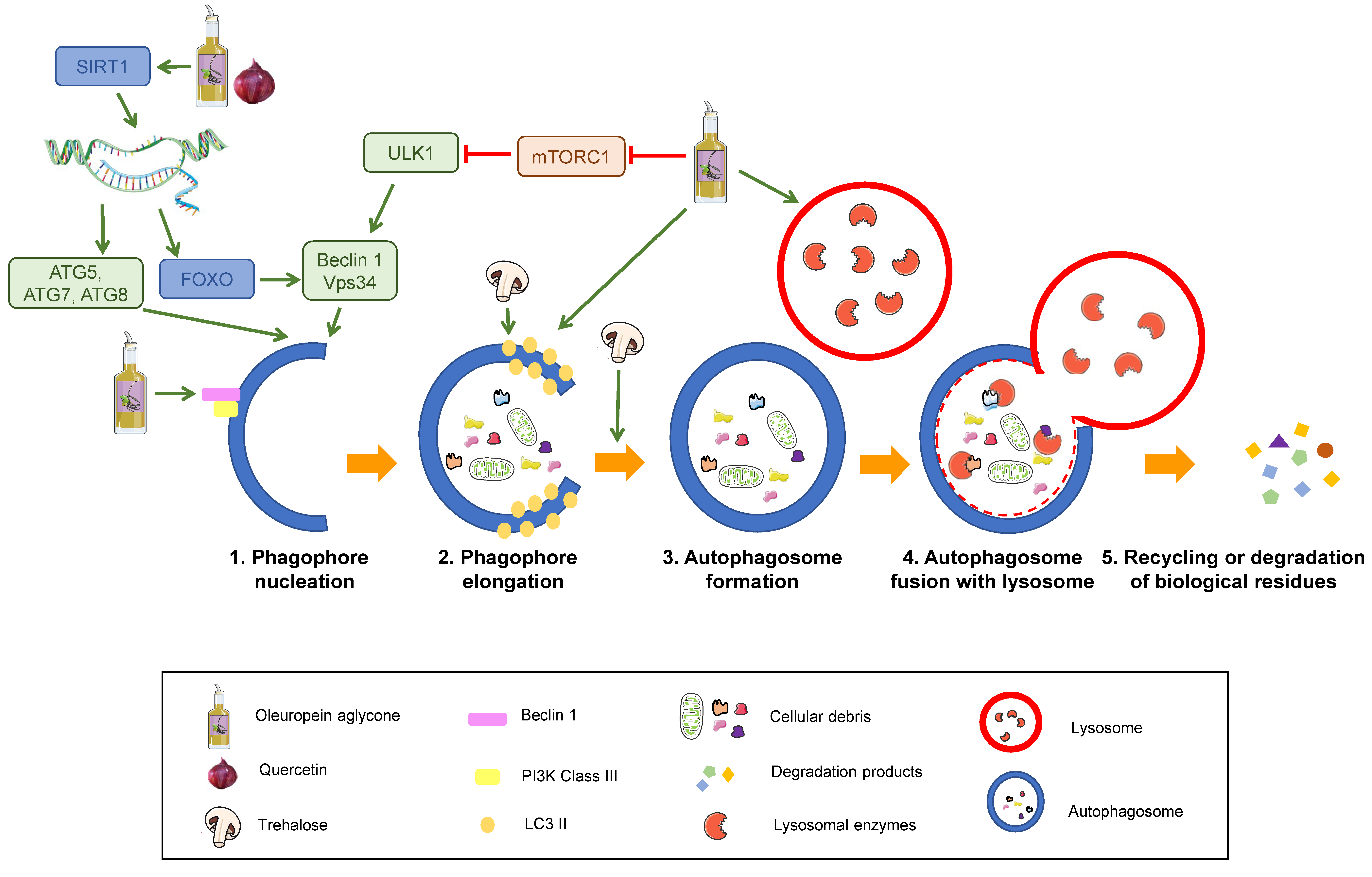 Diseases 07 00012 g003