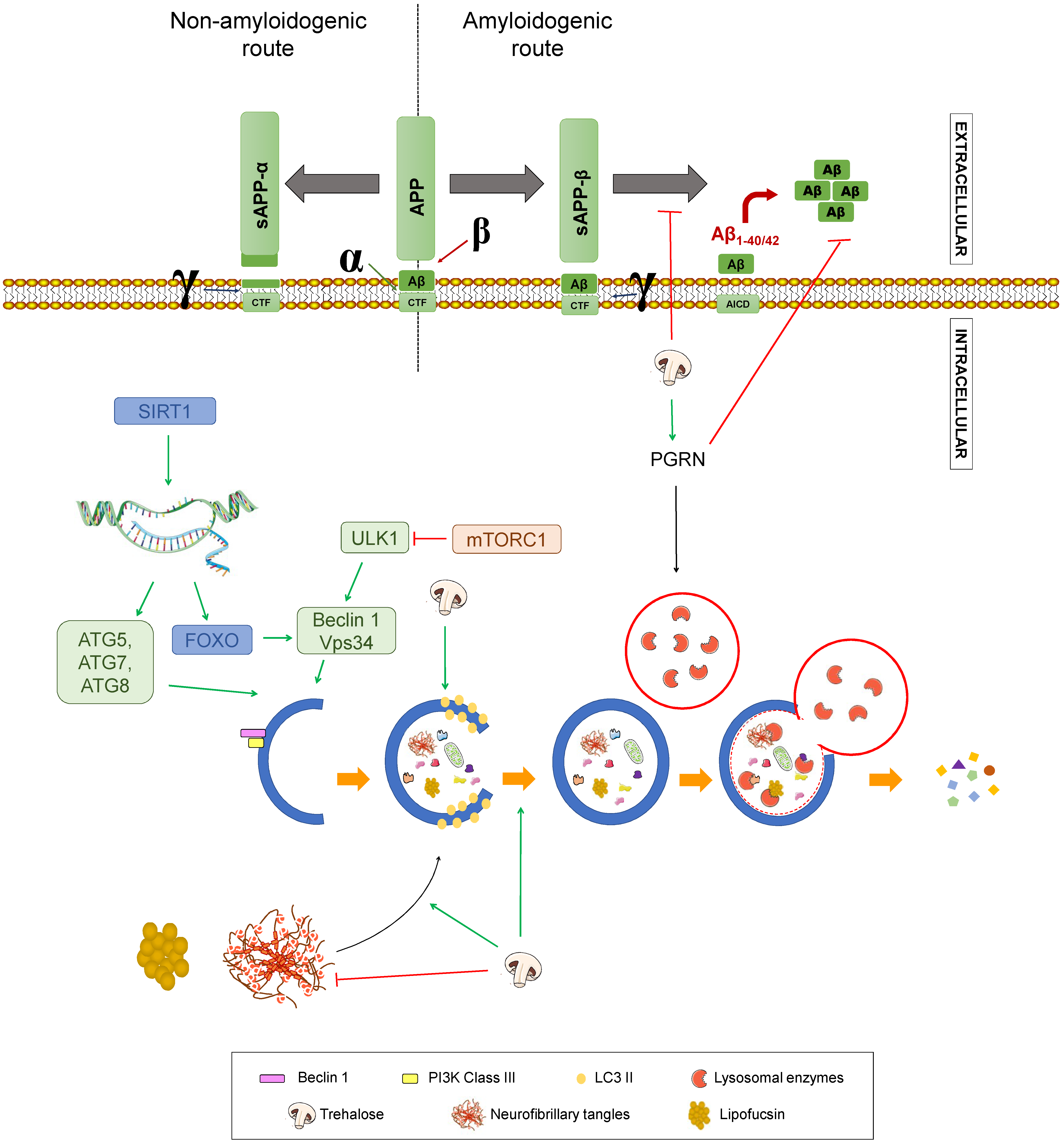 Diseases 07 00012 g008