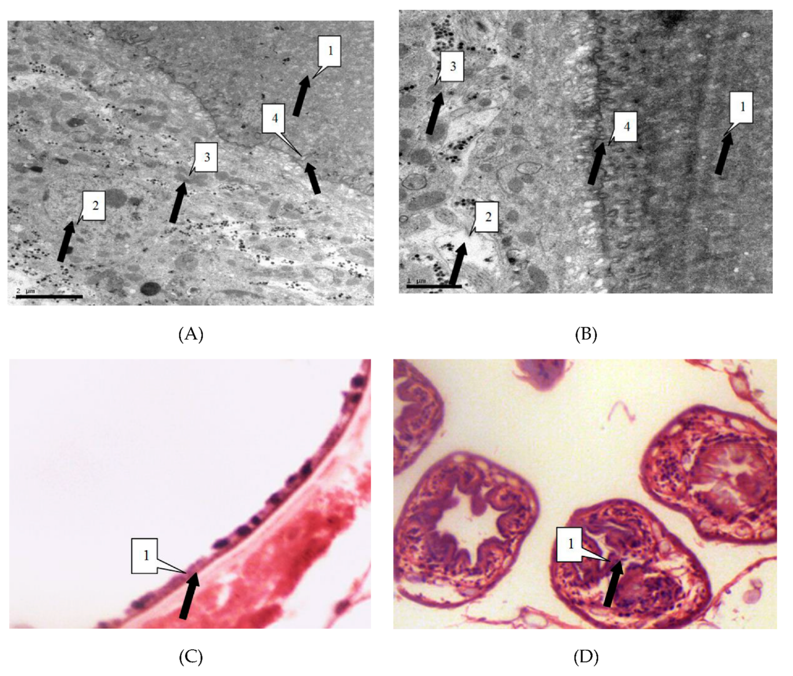 Diseases 07 00023 g003