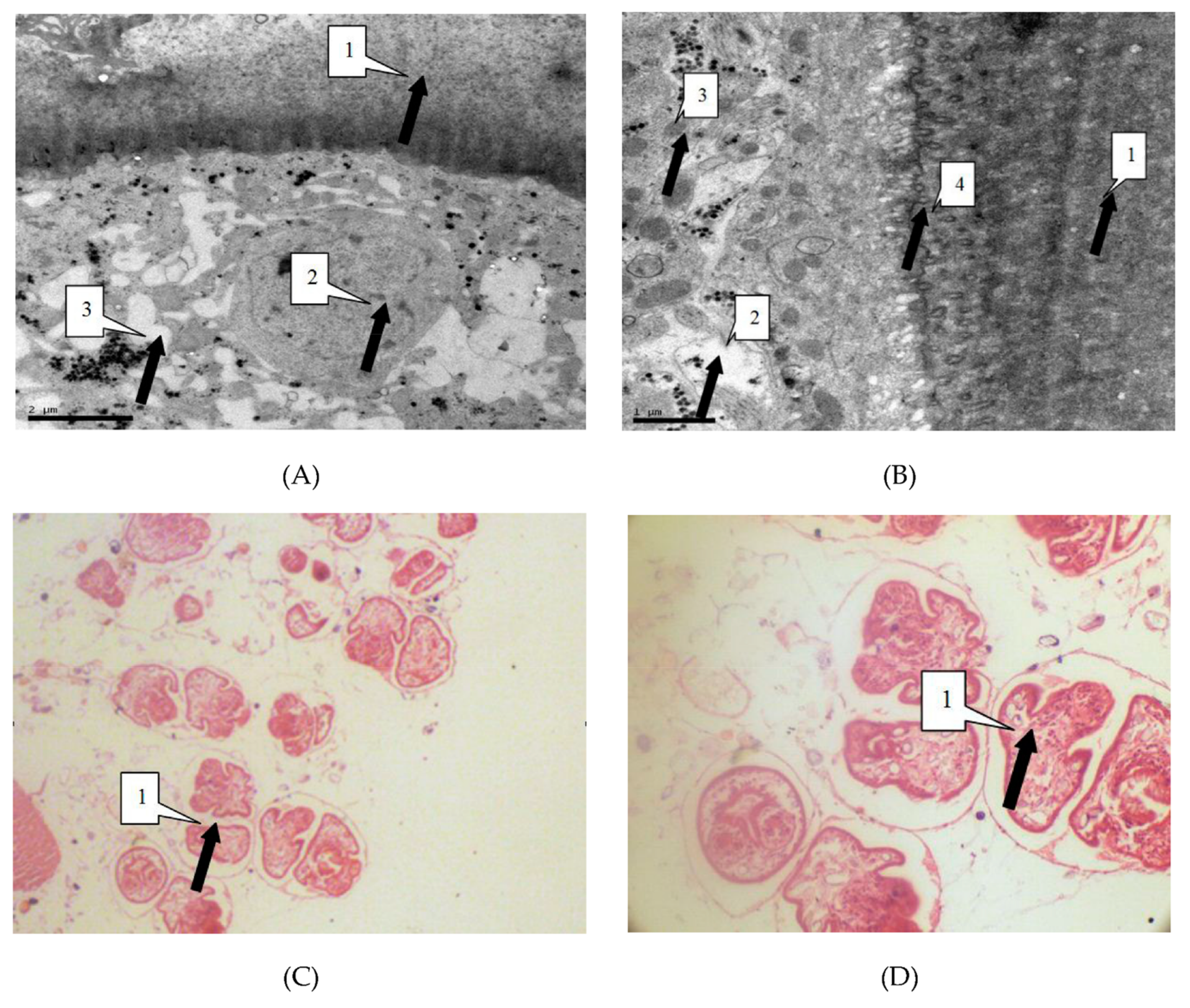 Diseases 07 00023 g004