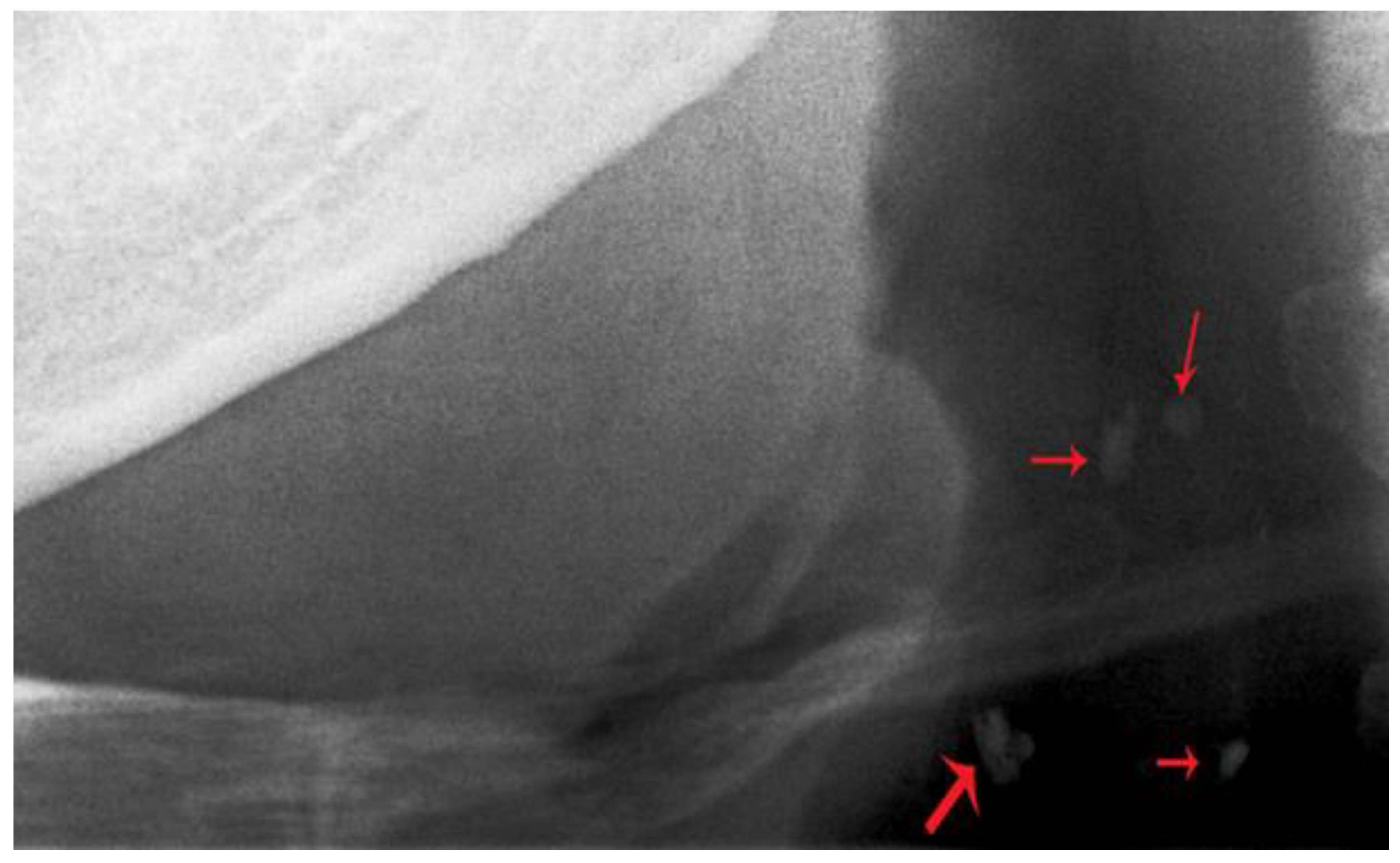 Diseases 07 00050 g002