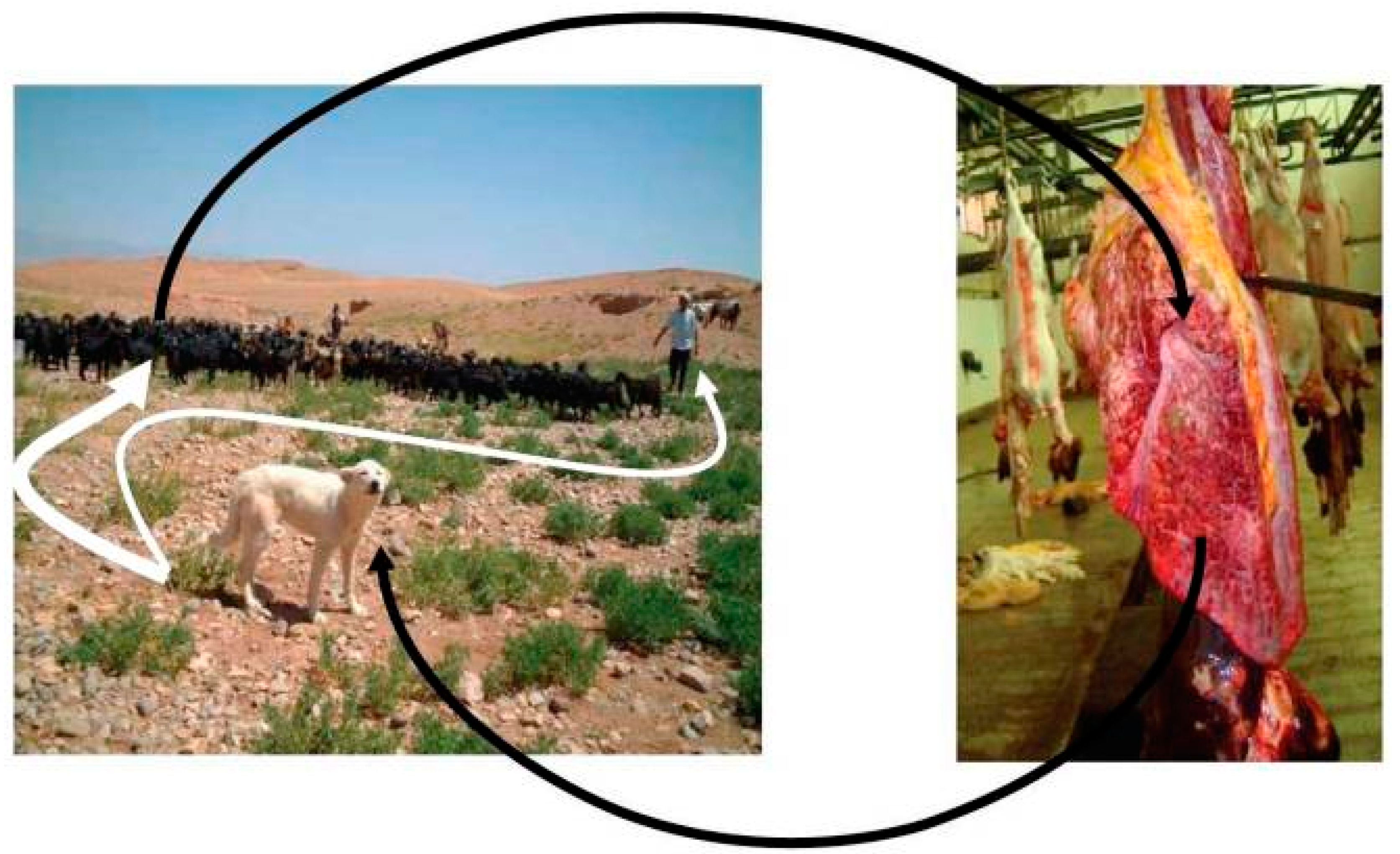 Diseases 07 00051 g001