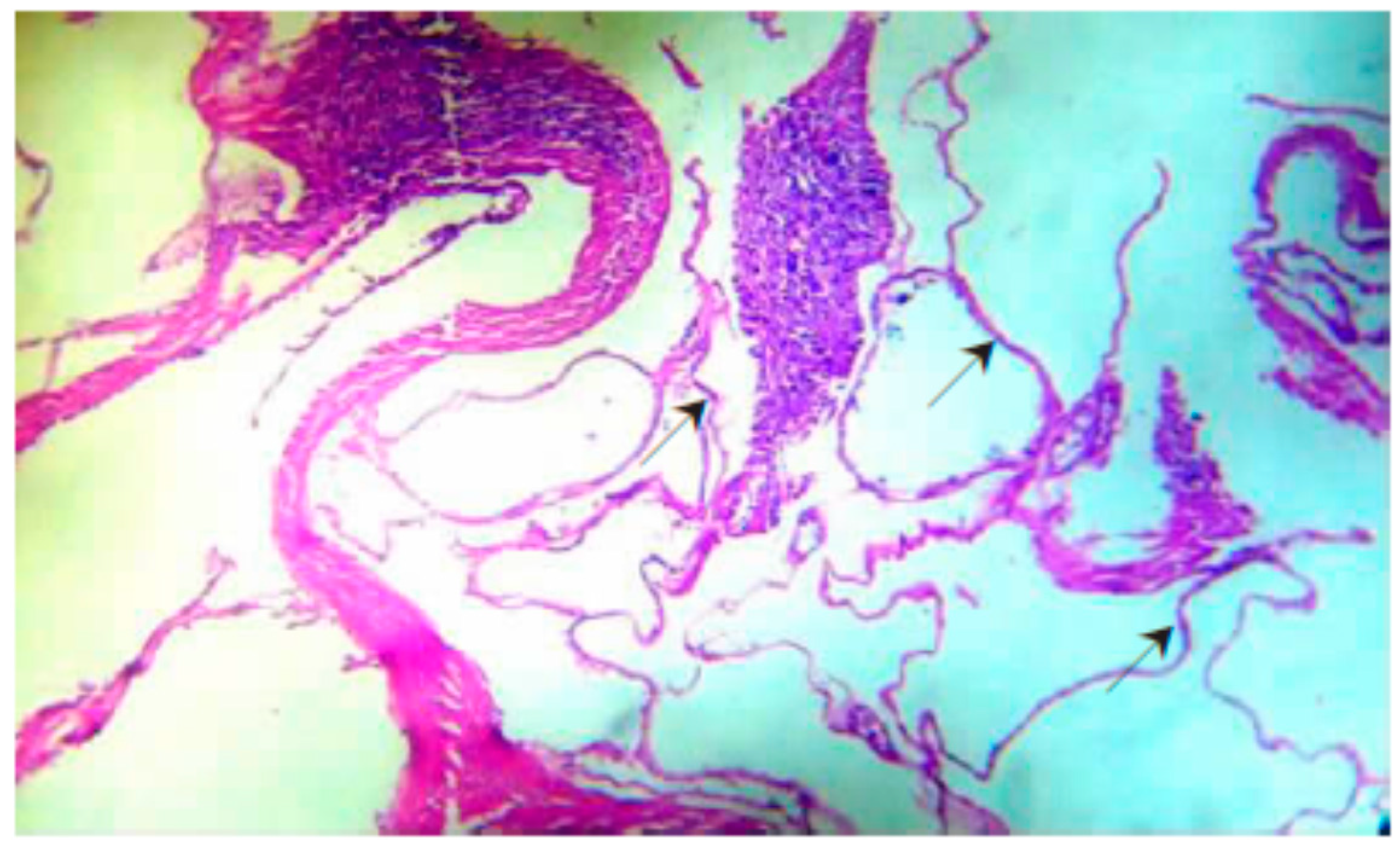 Diseases 07 00051 g005