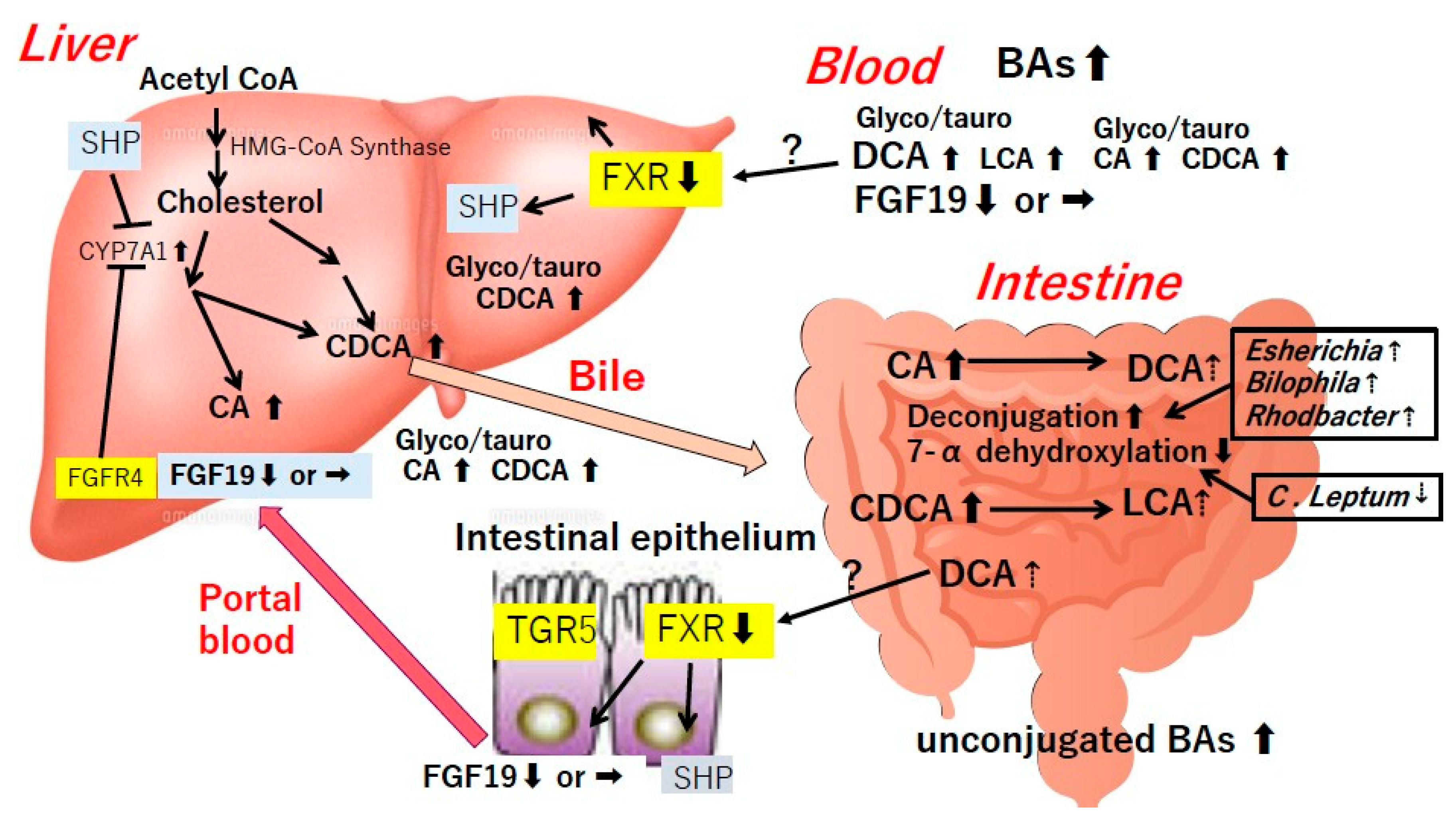 Diseases 07 00058 g001
