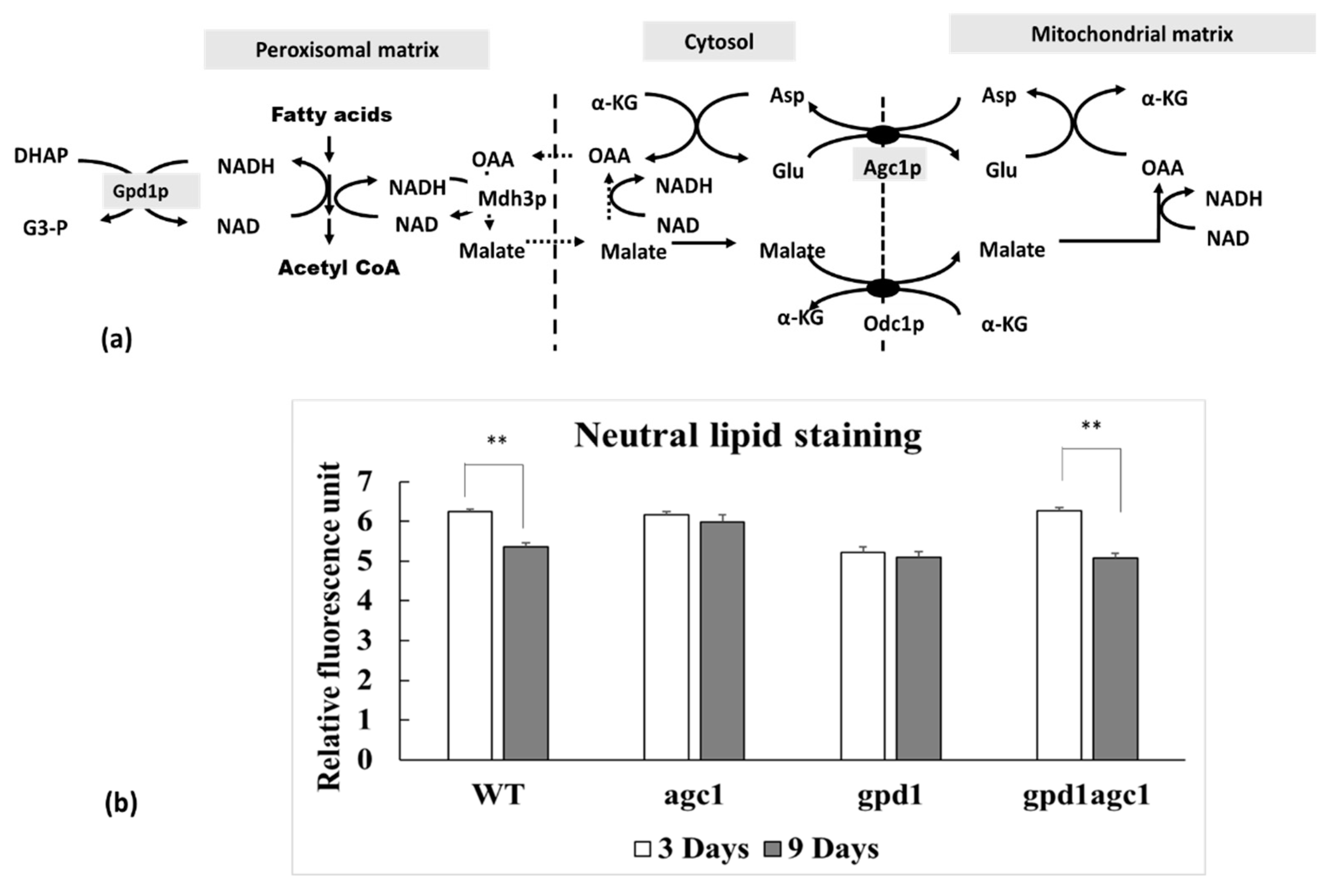 Diseases 08 00002 g001