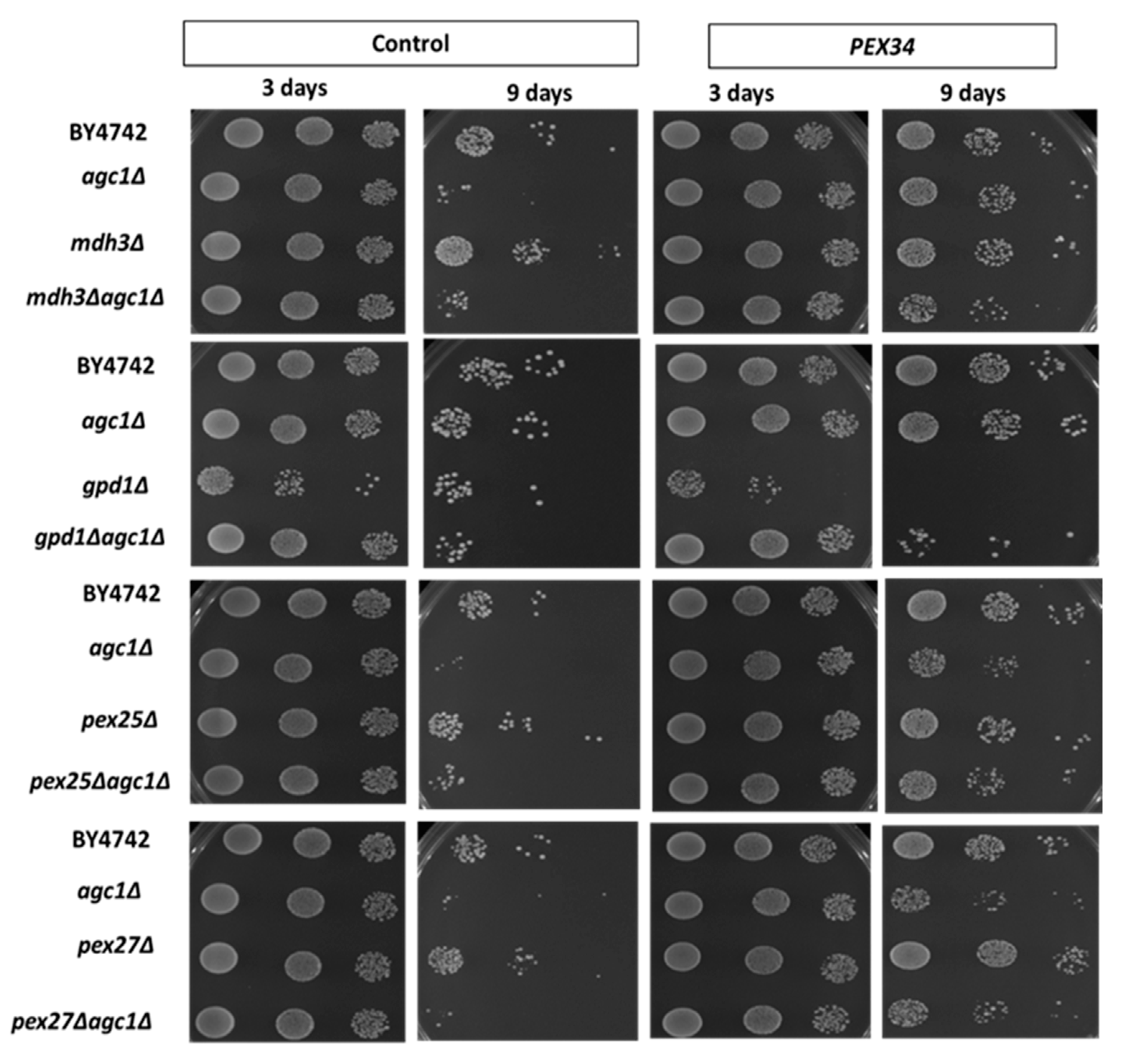 Diseases 08 00002 g004