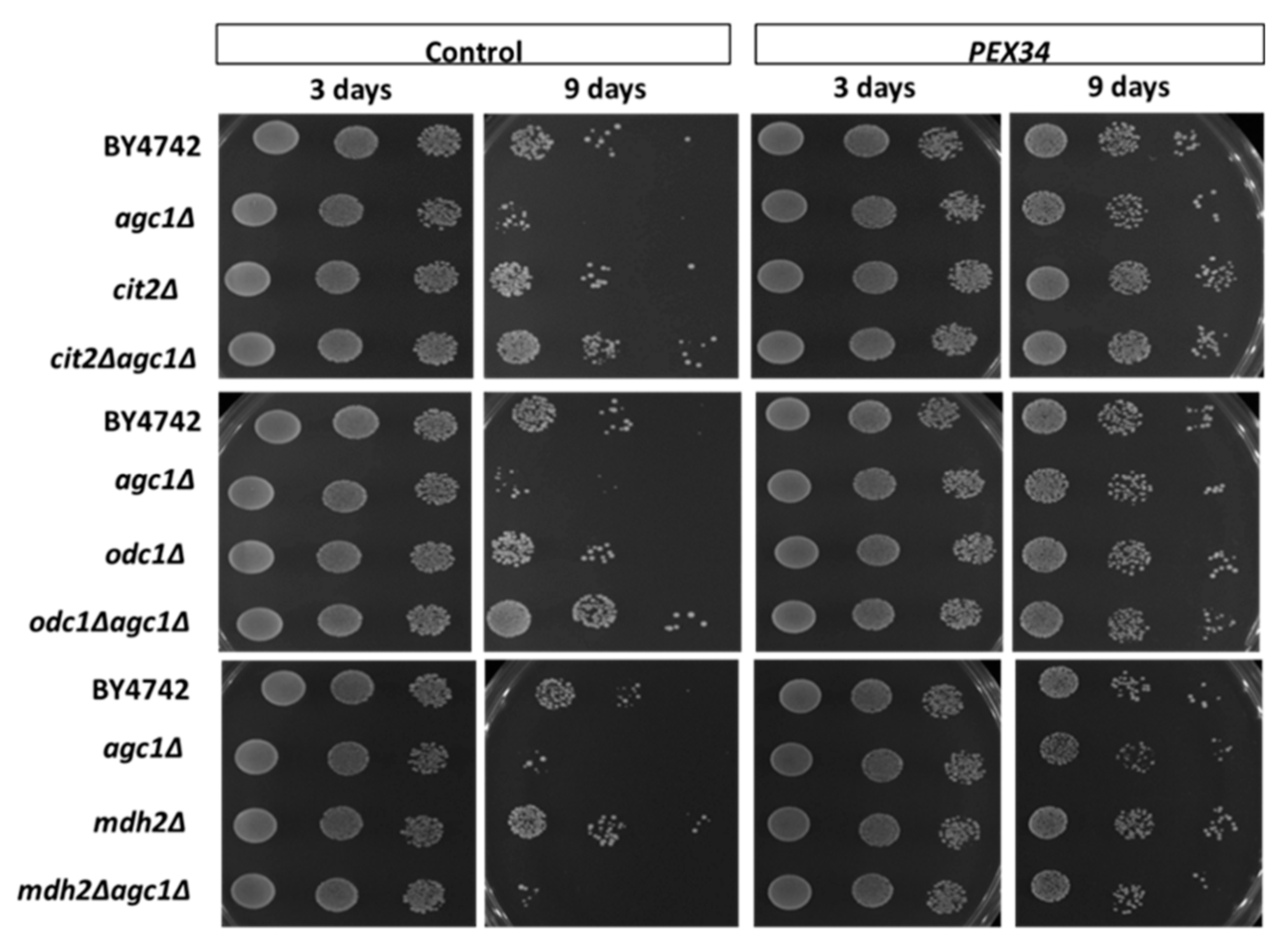 Diseases 08 00002 g006