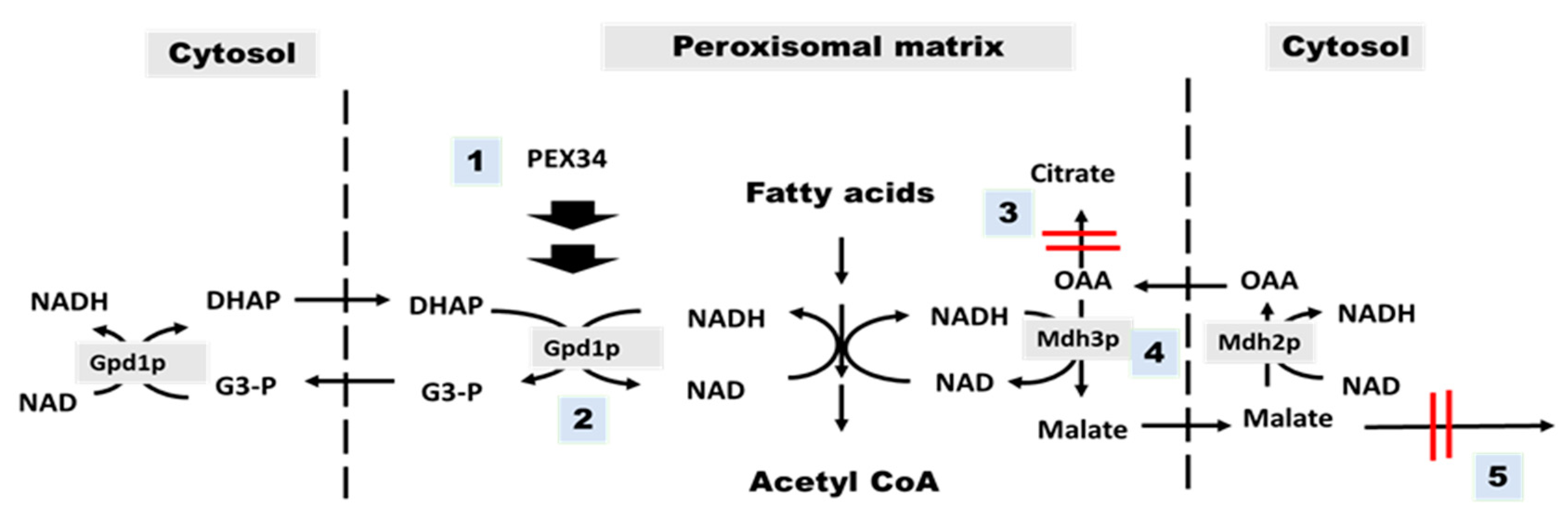 Diseases 08 00002 g007