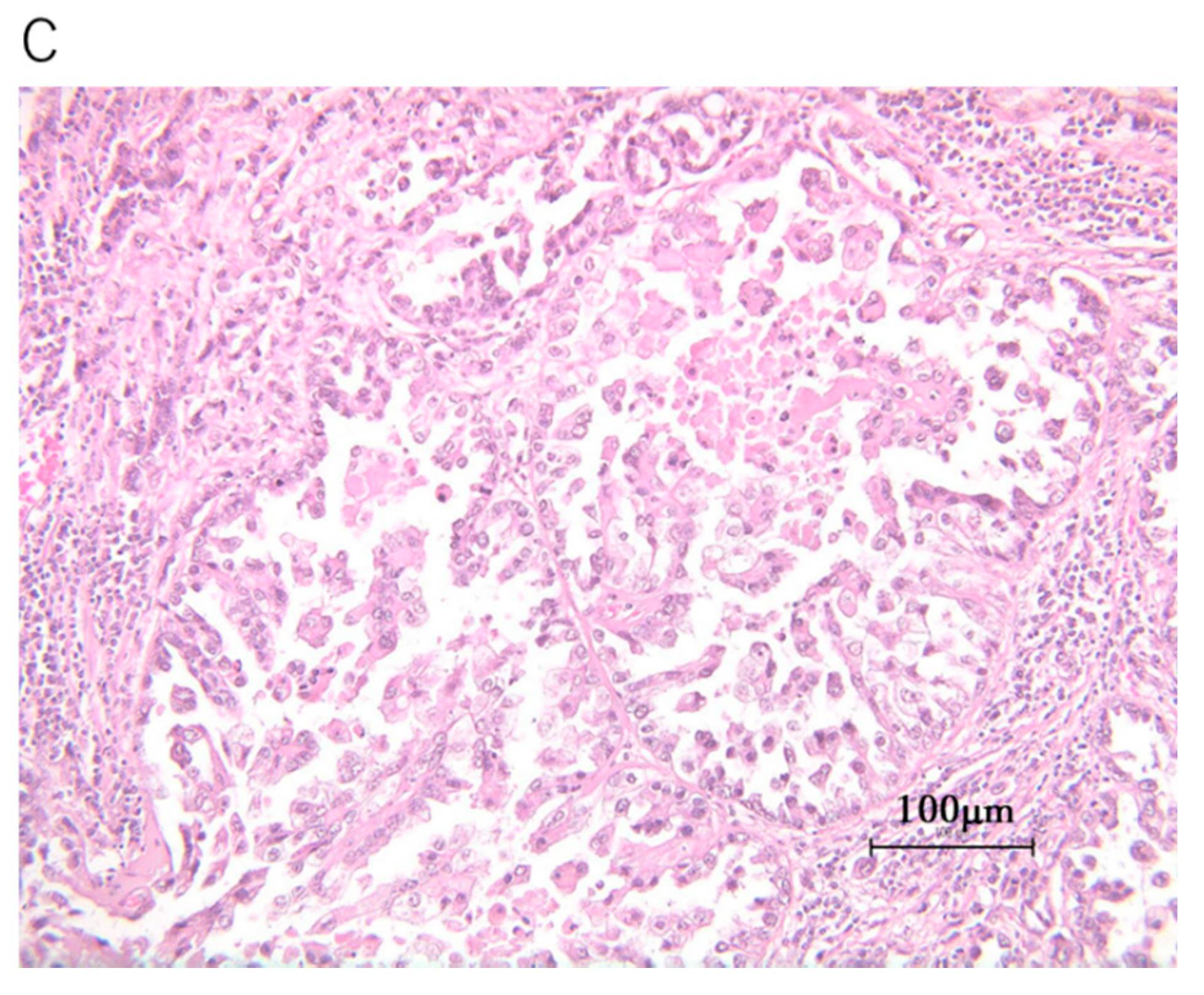 Diseases 09 00014 g001b