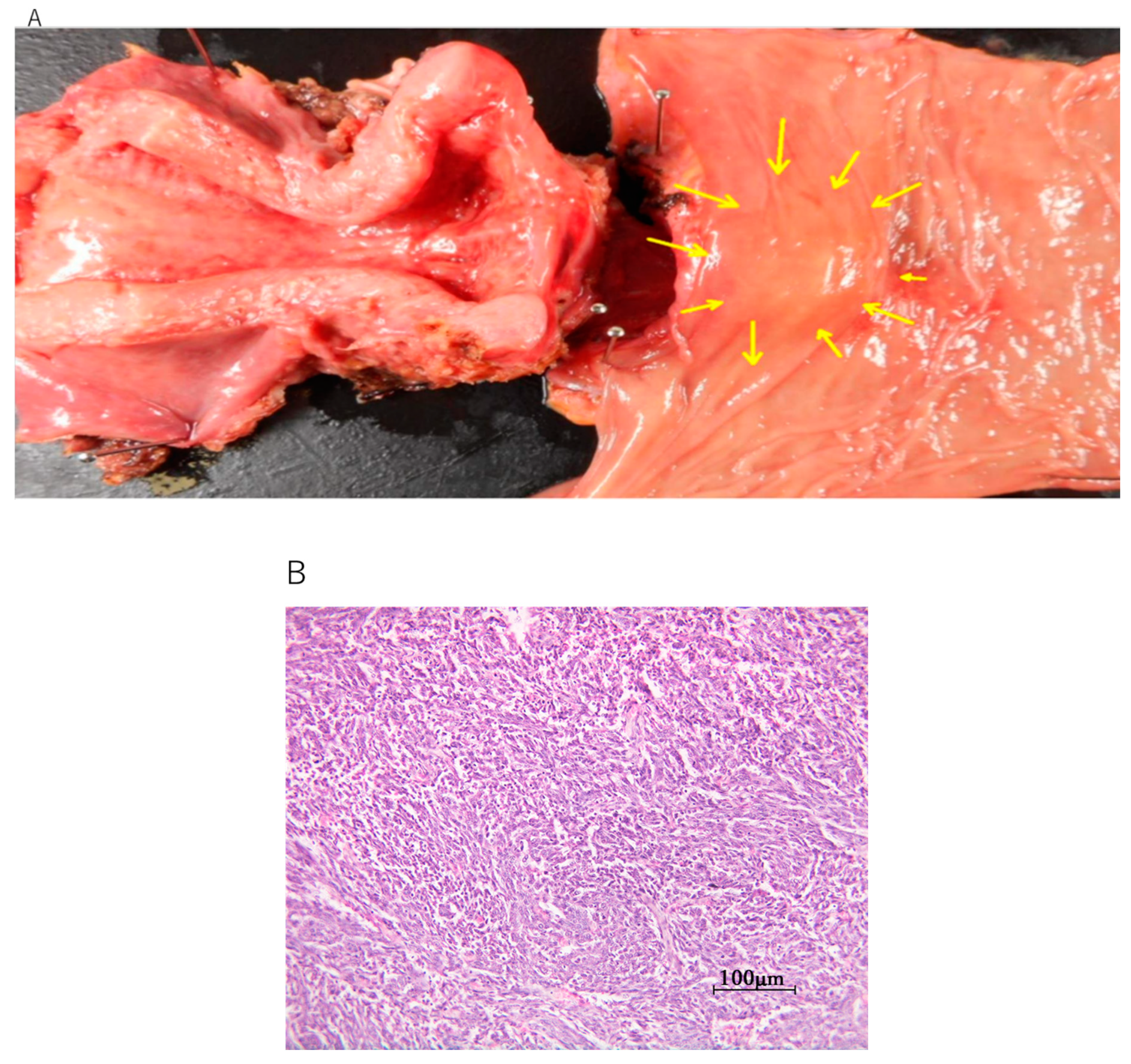 Diseases 09 00014 g002