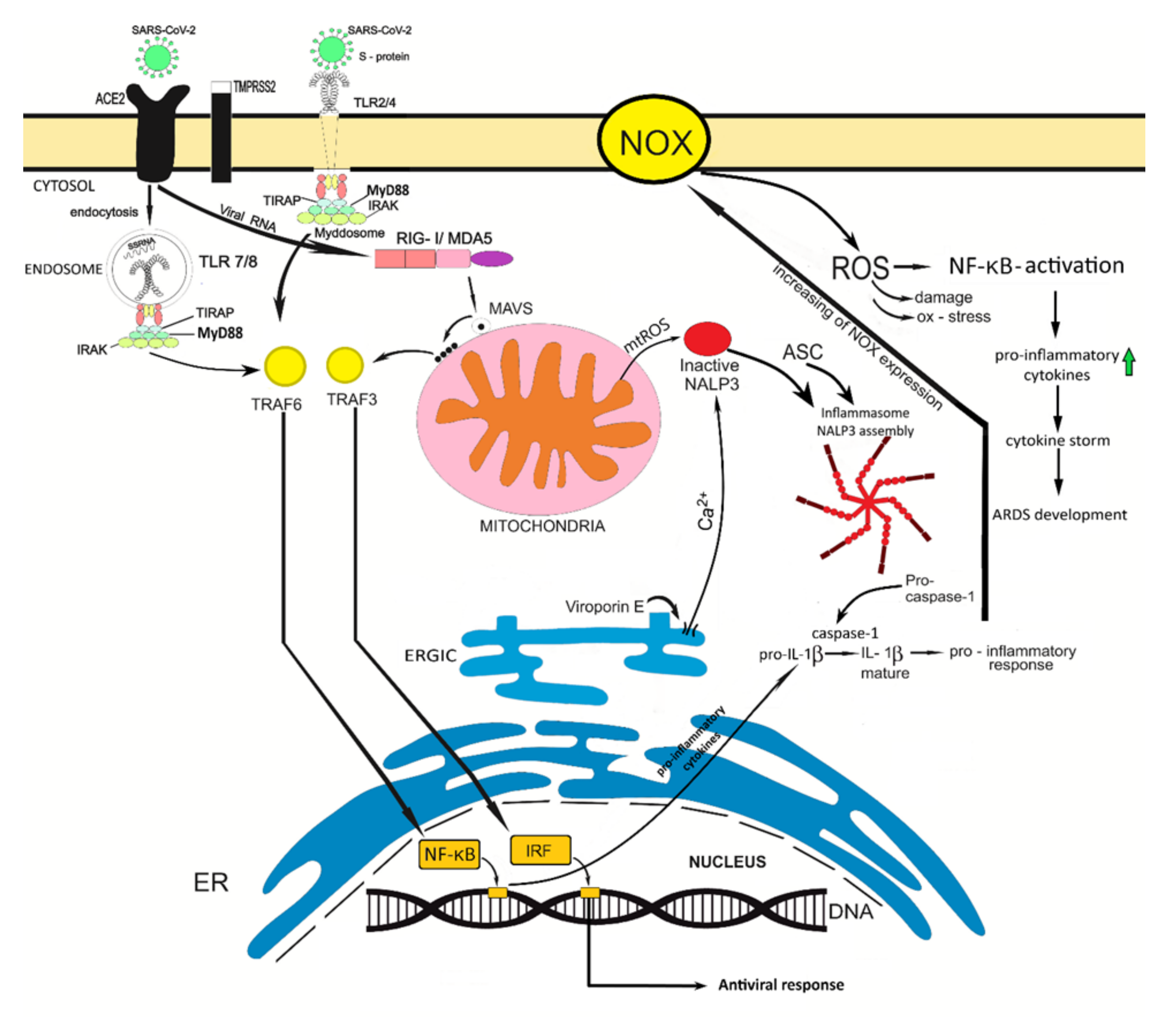 Diseases 09 00017 g001