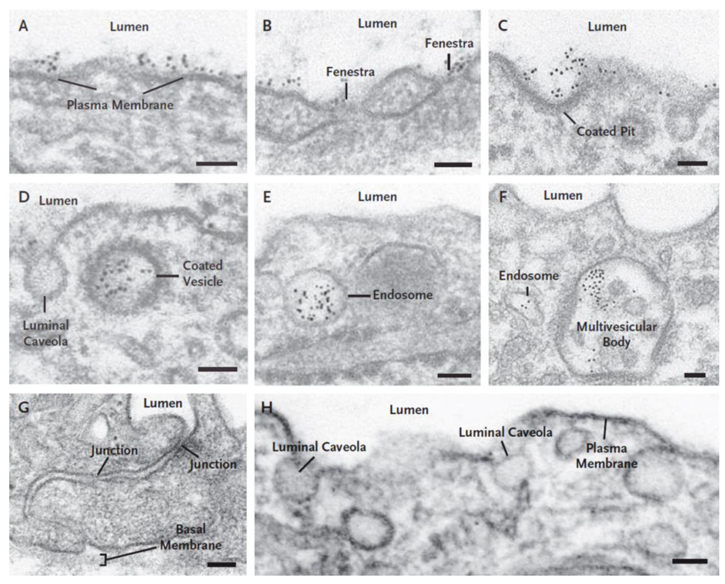 Diseases 09 00028 g003