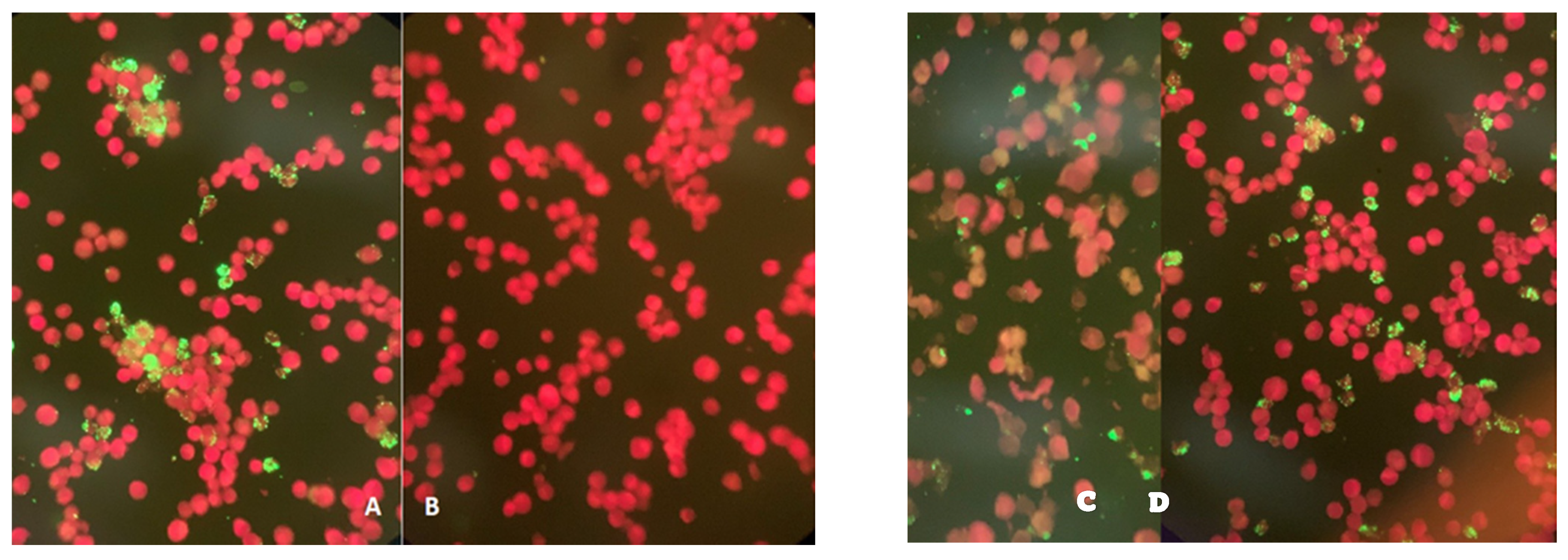 Diseases 09 00037 g001