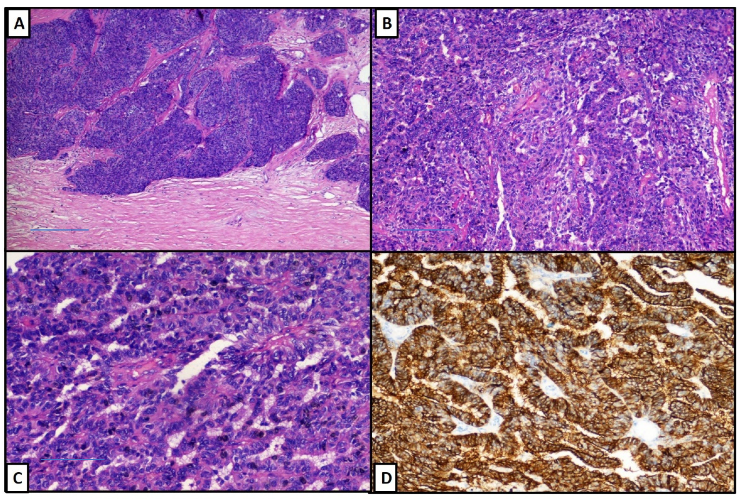 Diseases 09 00063 g002