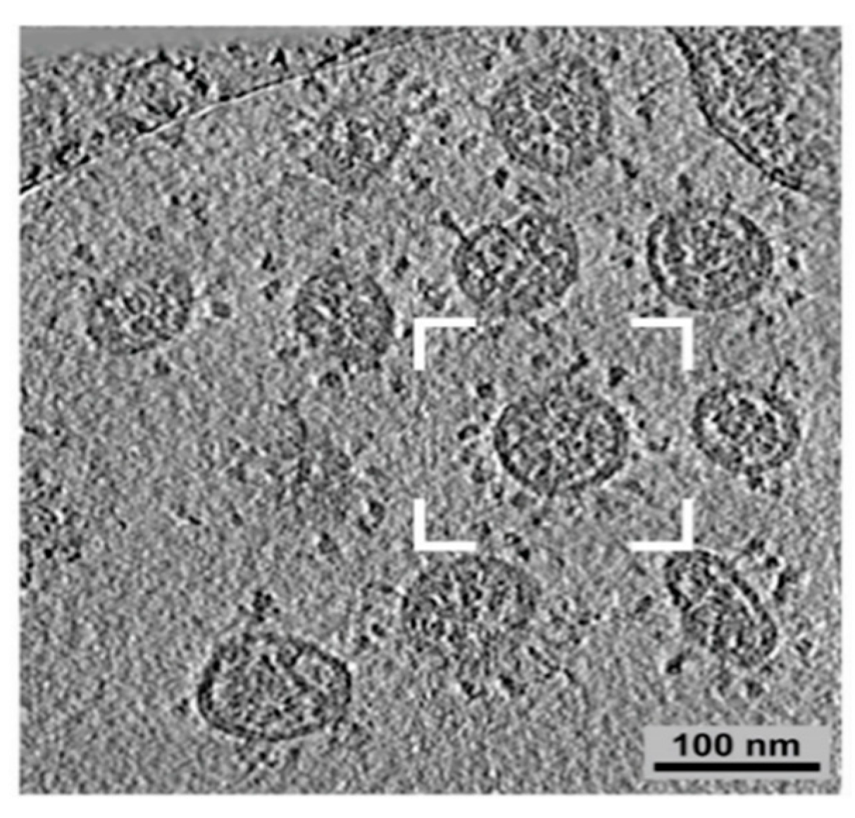 Diseases 09 00085 g002