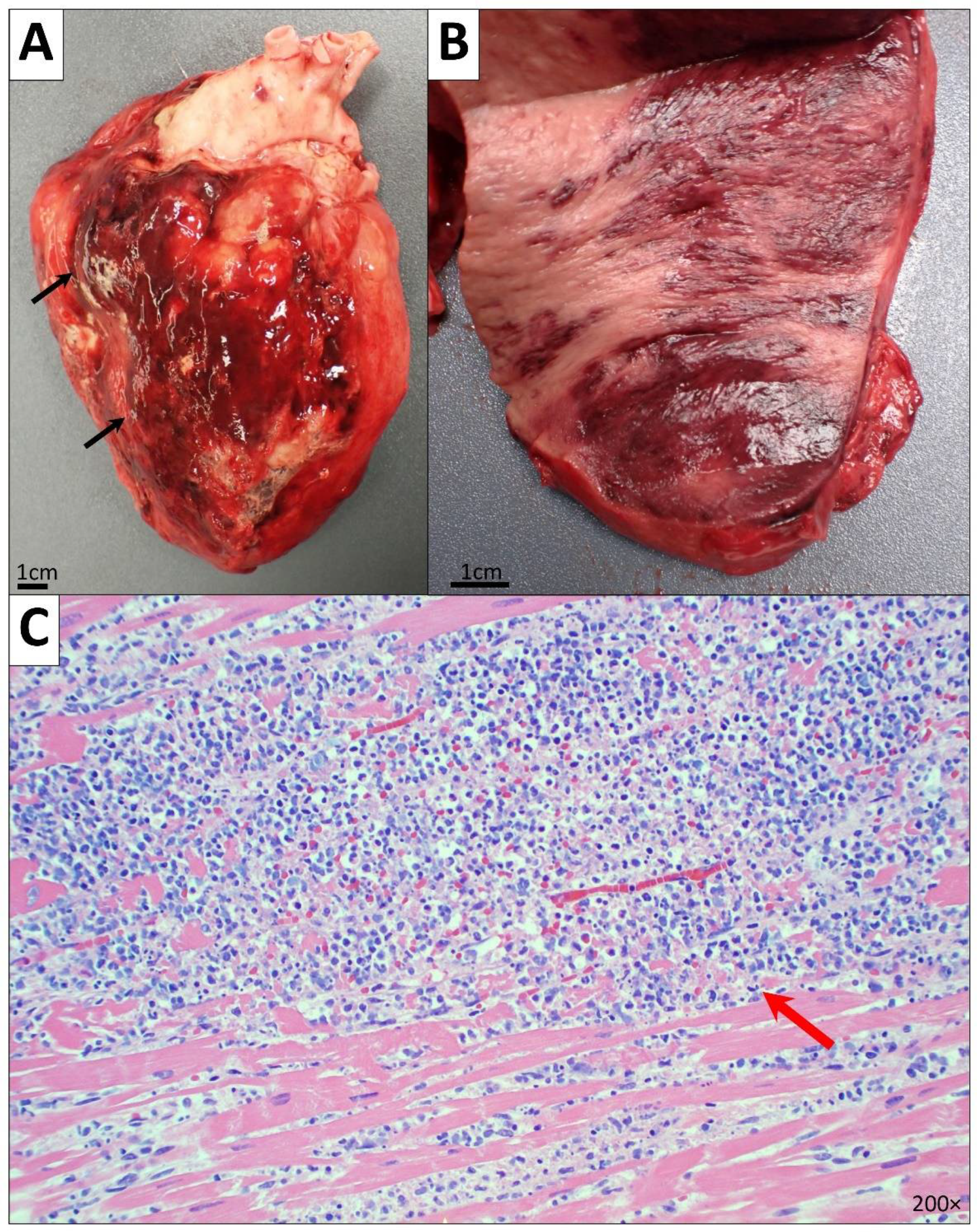 Diseases 10 00054 g001